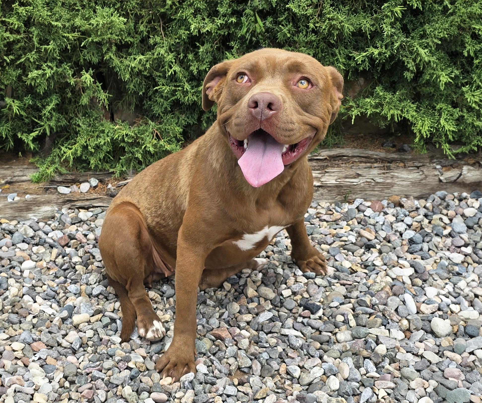 Beautiful Ms Bliss - SWEET, a Adoptable American Staffordshire Terrier in Albuquerque, NM image 2/3