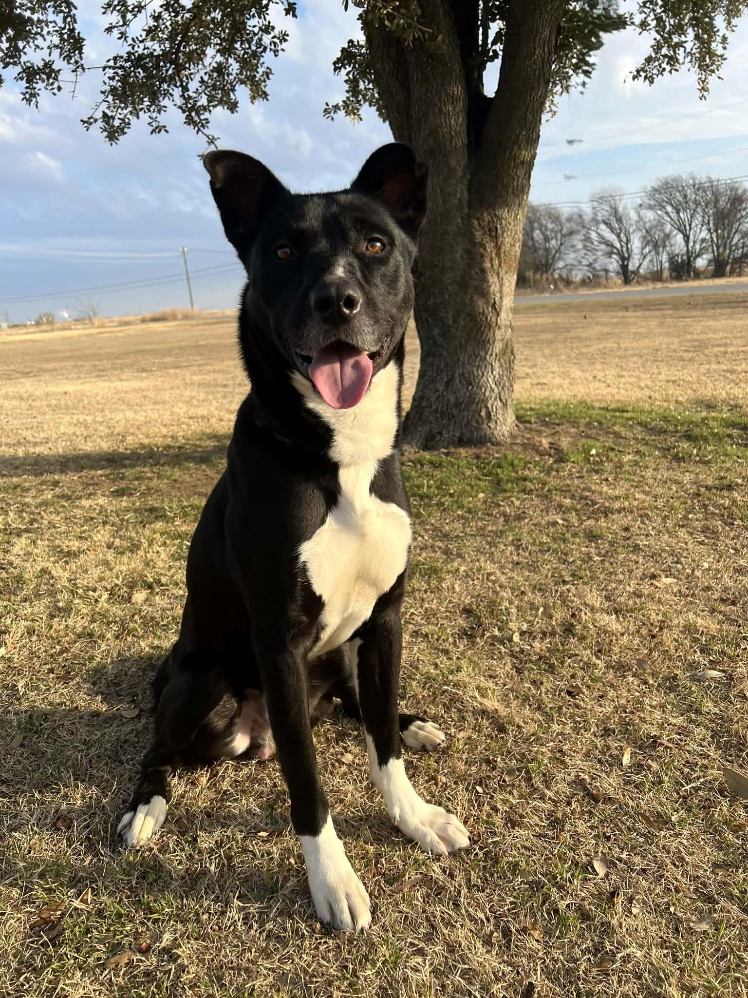 Sam , a ADOPTABLE mixed breed in Cleburne, TX image 2/4