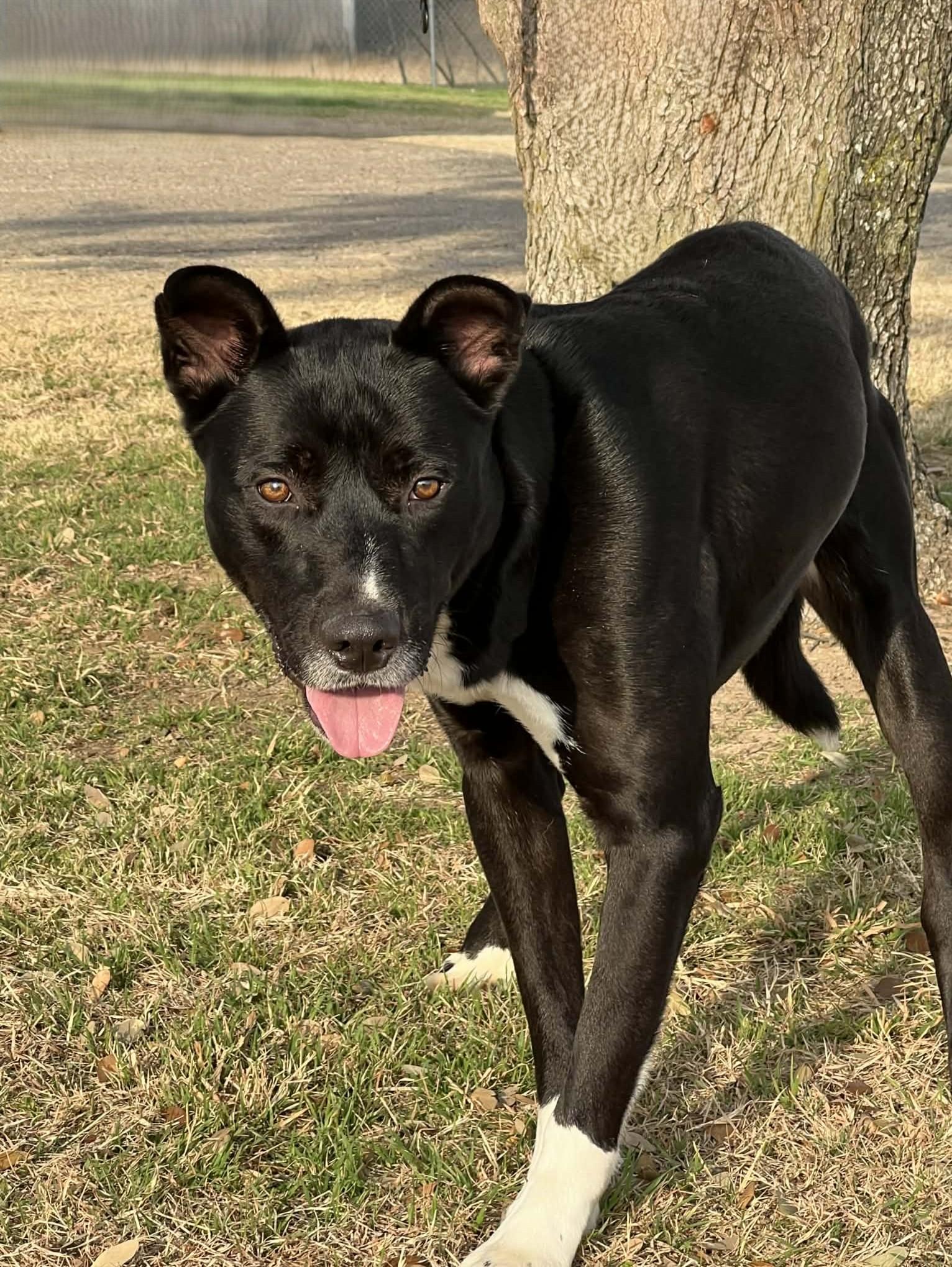 Sam , a ADOPTABLE mixed breed in Cleburne, TX image 3/4
