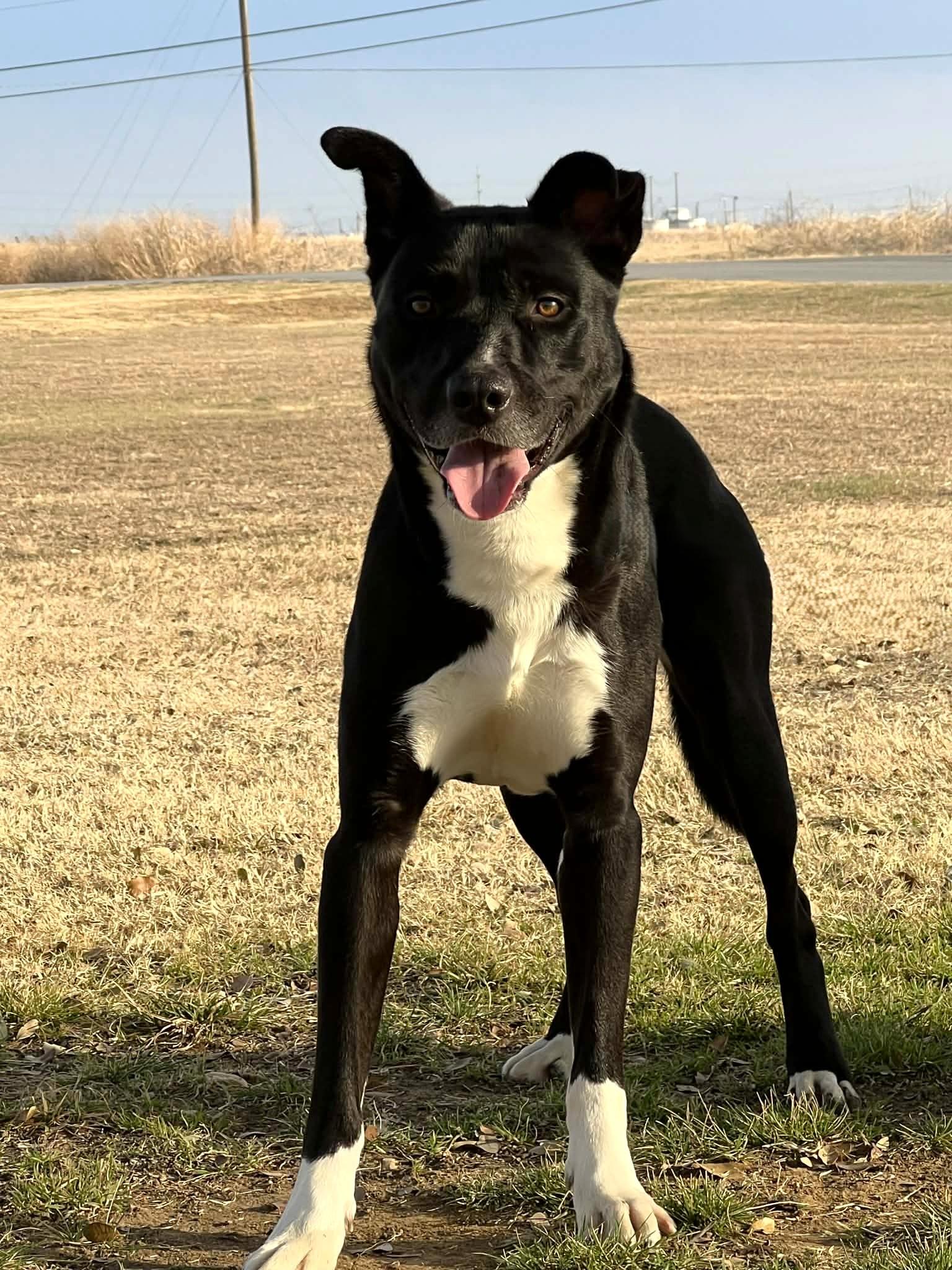 Sam , a ADOPTABLE mixed breed in Cleburne, TX image 1/4