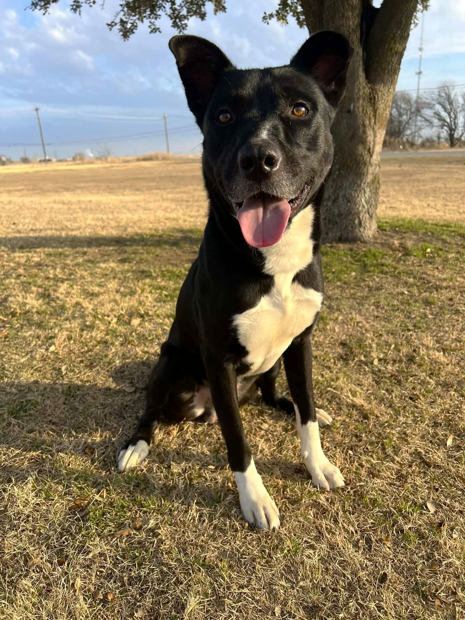 Sam , a ADOPTABLE mixed breed in Cleburne, TX image 4/4