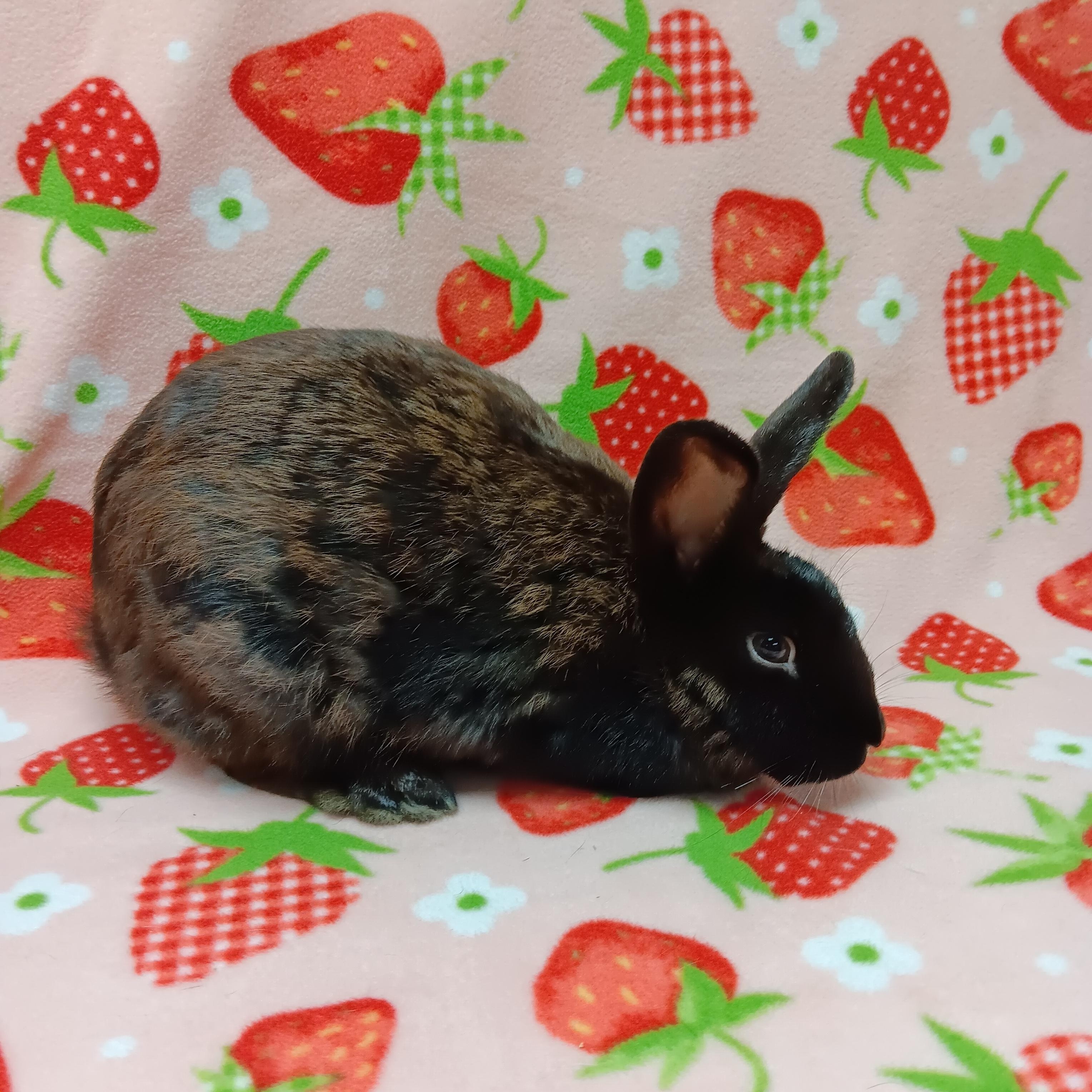 Enlarge Angelica, a ADOPTABLE Bunny Rabbit in Harrisburg, PA image 2/3