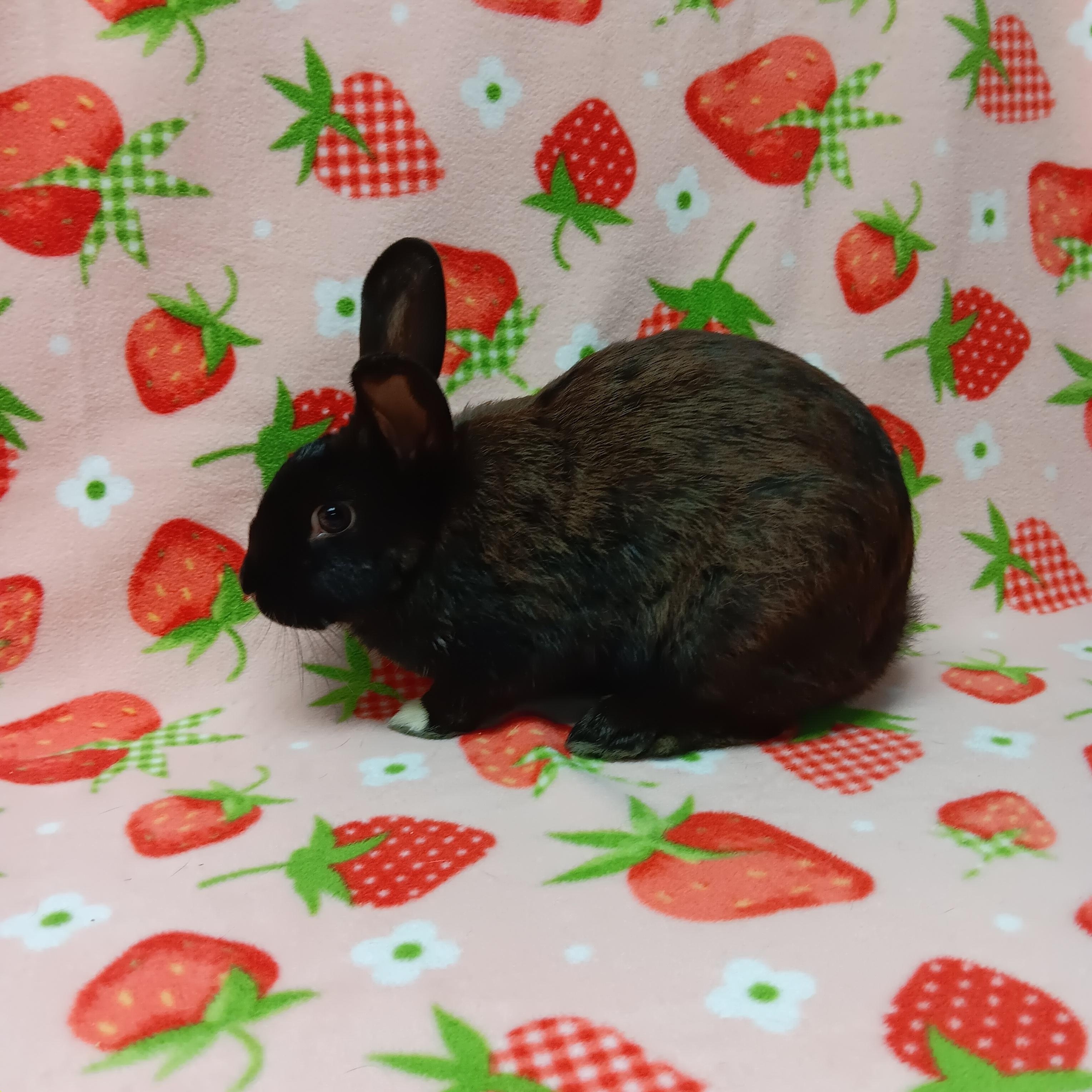 Enlarge Angelica, a ADOPTABLE Bunny Rabbit in Harrisburg, PA image 3/3