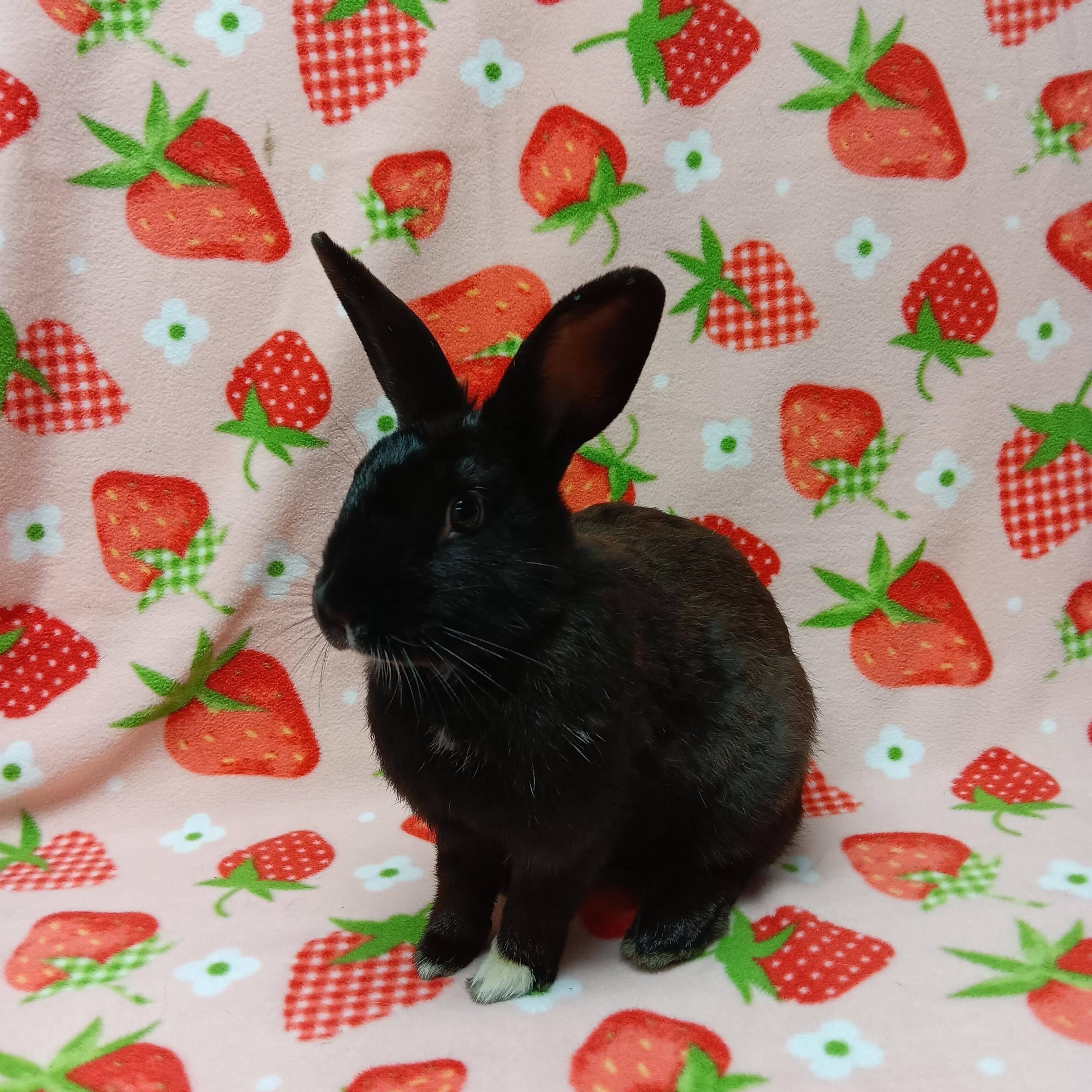Angelica, ADOPTABLE, Adult Female Bunny Rabbit.