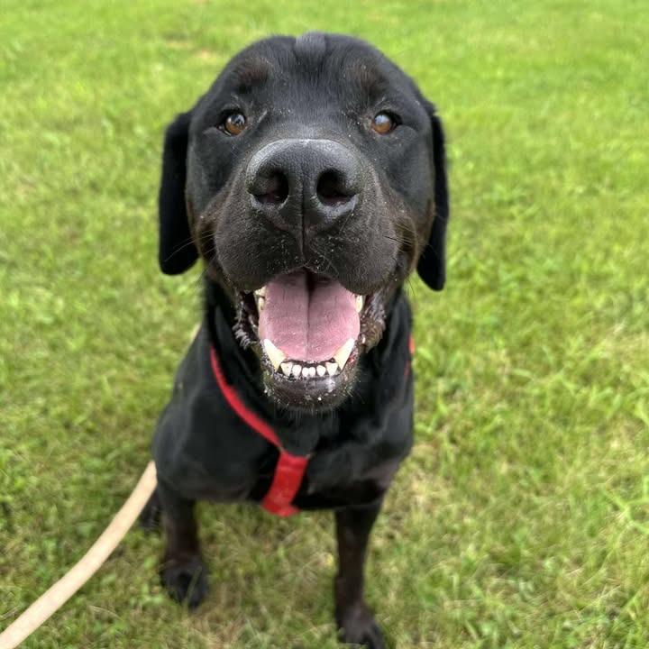 Enlarge Thor, a Adoptable mixed breed in Chariton, IA image 2/6