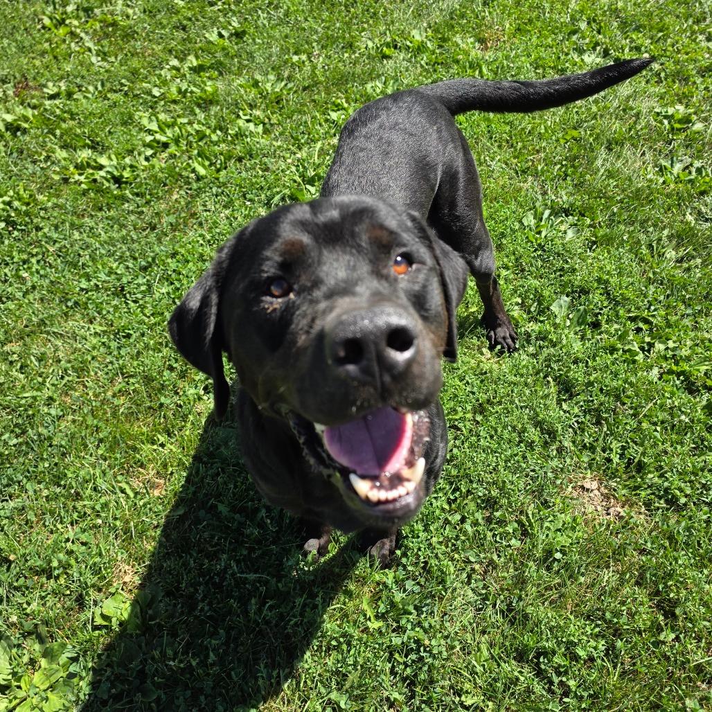 Enlarge Thor, a Adoptable mixed breed in Chariton, IA image 4/6