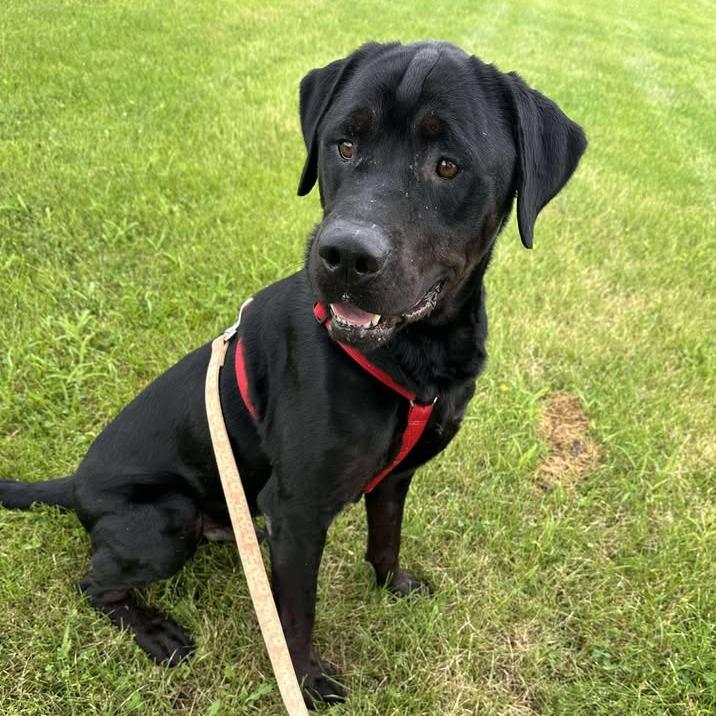 Enlarge Thor, a Adoptable mixed breed in Chariton, IA image 6/6
