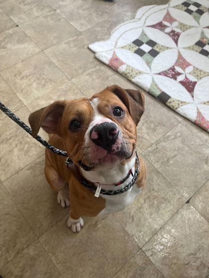 Larry, Adoptable, Adult Male Mixed Breed & Mixed Breed.