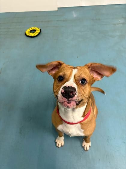 Enlarge Larry, a Adoptable mixed breed in Chicago, IL image 2/2