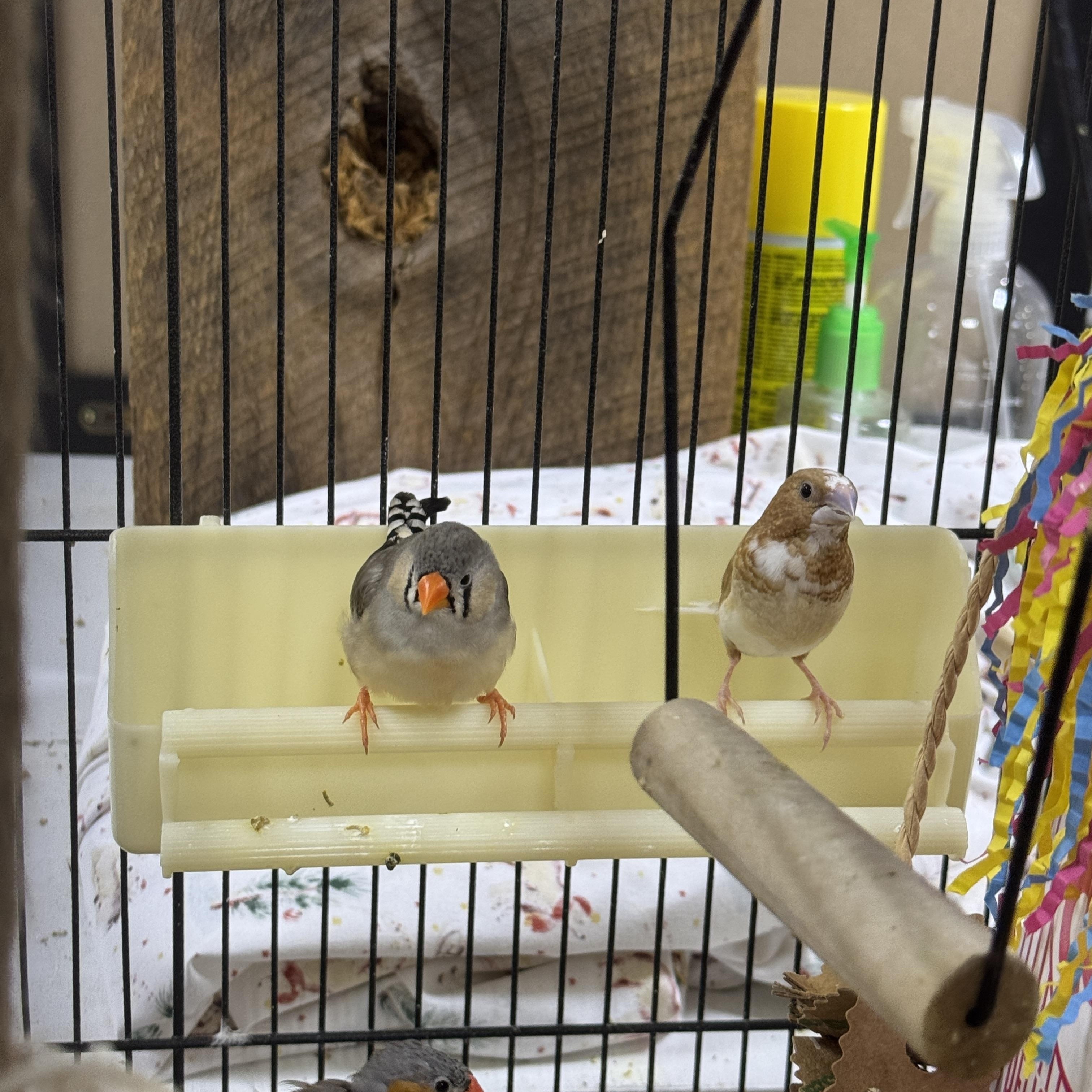 Enlarge Finches, a Adoptable mixed breed in Chester Springs, PA image 2/3