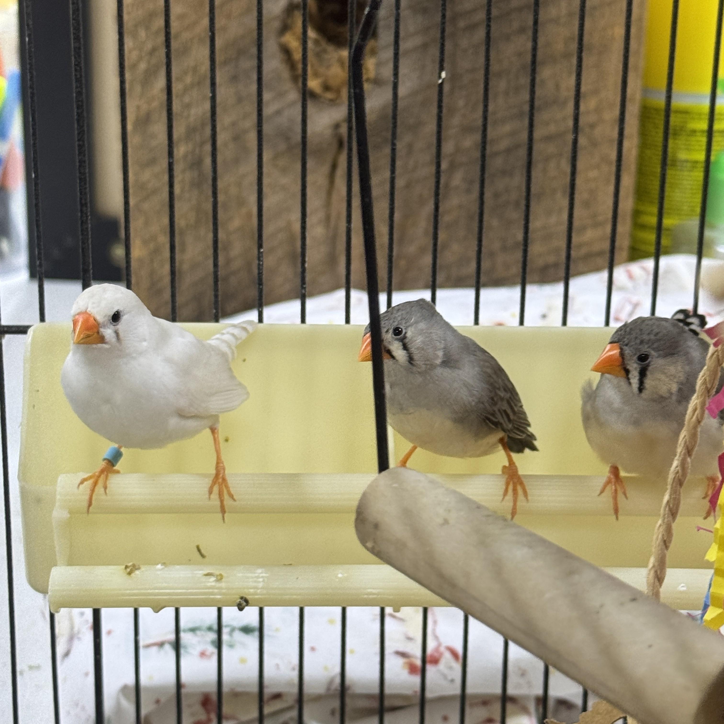 Finches, ADOPTABLE, Adult Unknown Finch & Canary.