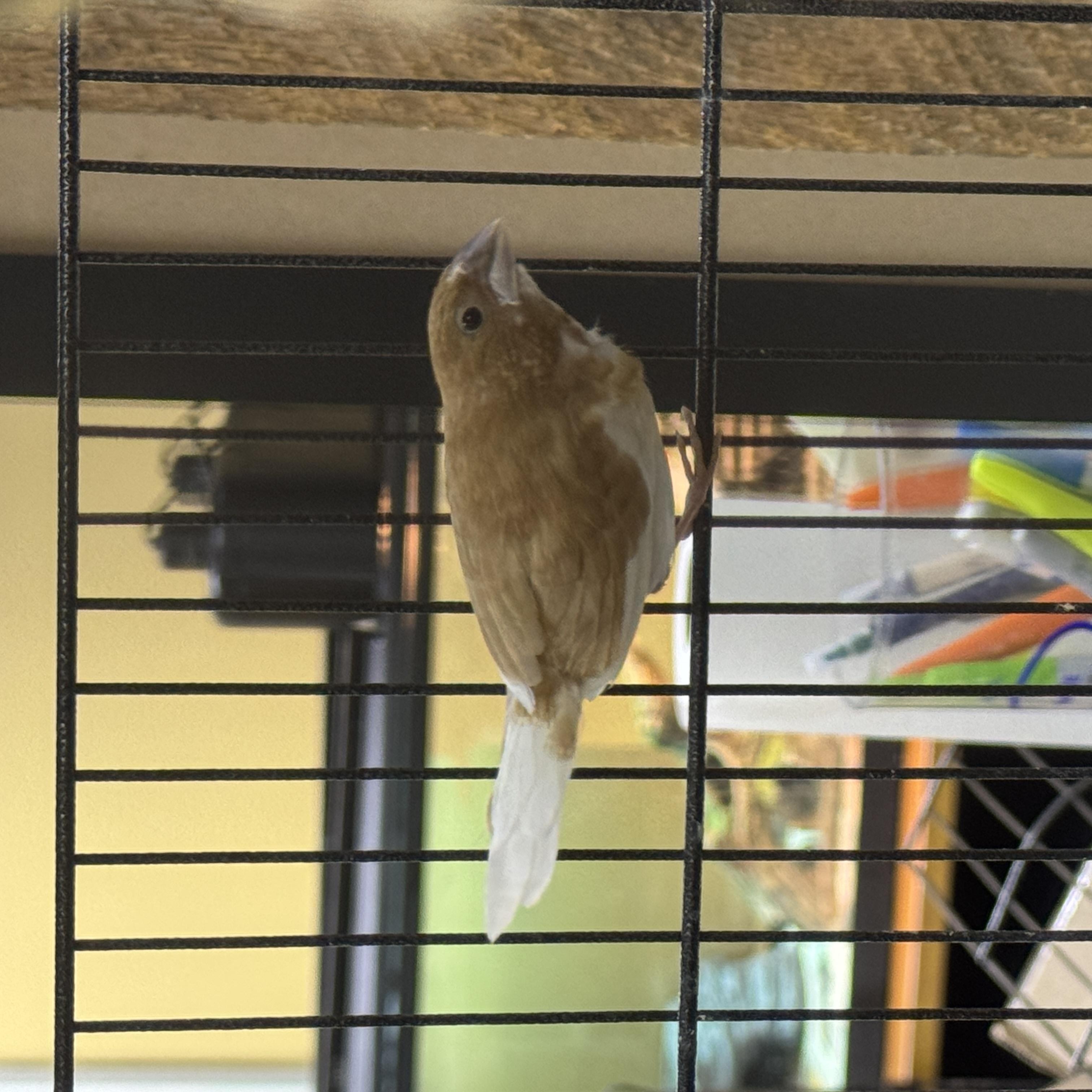 Enlarge Finches, a Adoptable mixed breed in Chester Springs, PA image 3/3