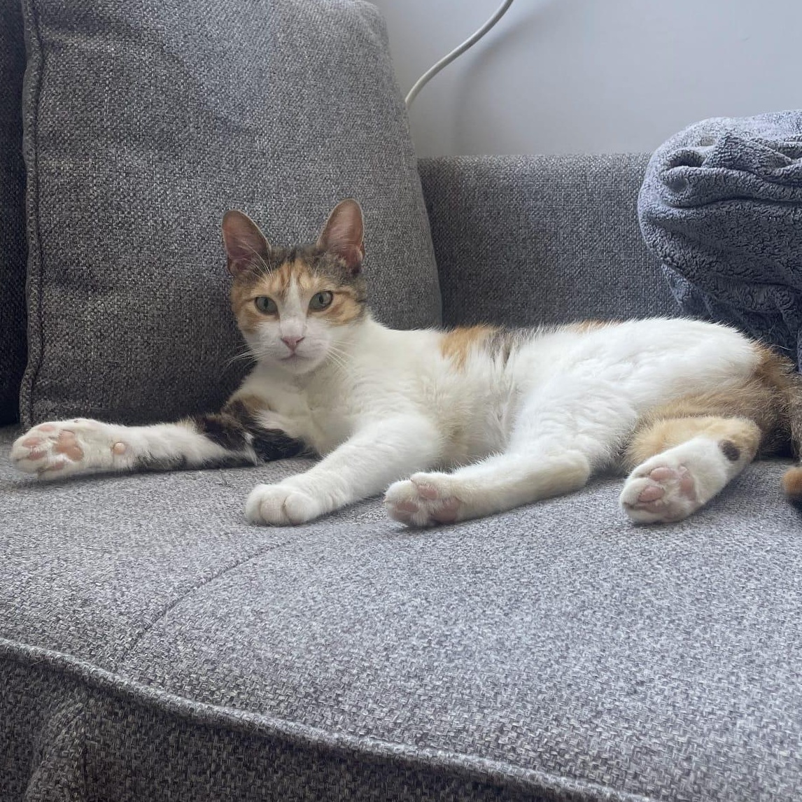 Bella, a ADOPTABLE Calico in Astoria, NY image 4/5