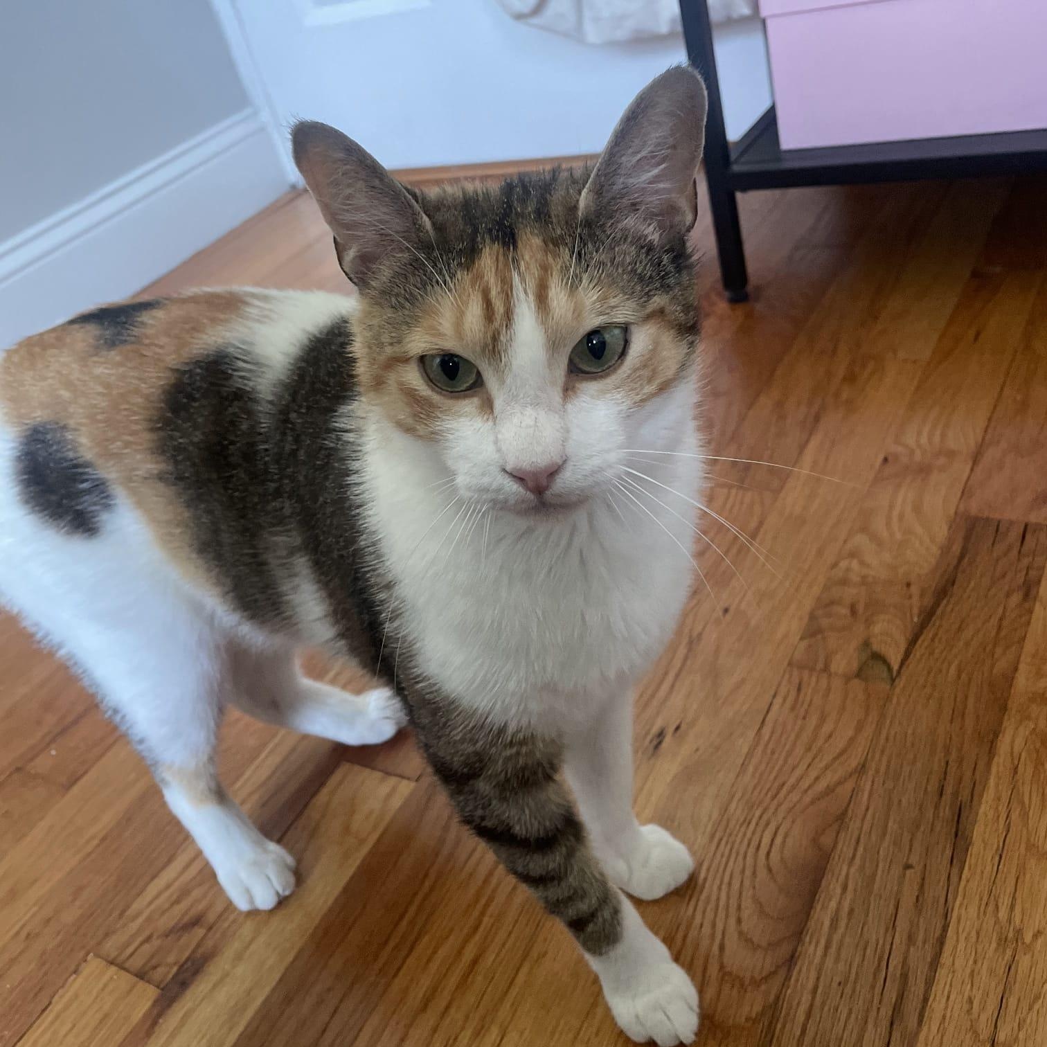 Bella, a ADOPTABLE Calico in Astoria, NY image 2/5