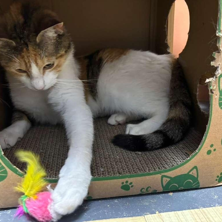 Bella, a ADOPTABLE Calico in Astoria, NY image 3/5