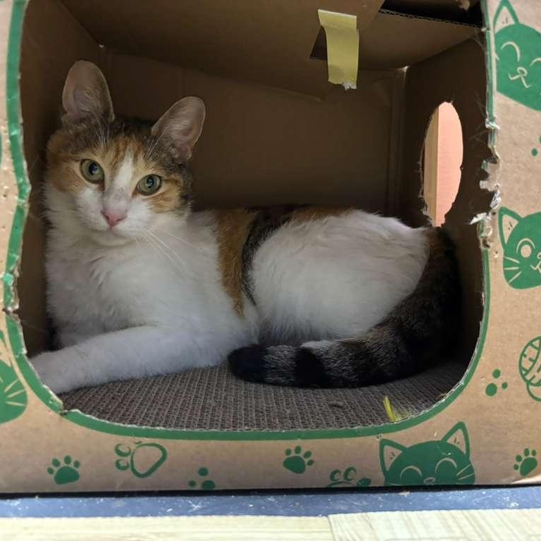 Bella, ADOPTABLE, Young Female Calico.