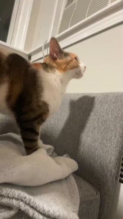 Enlarge Bella, a ADOPTABLE Calico in Astoria, NY video 5/5