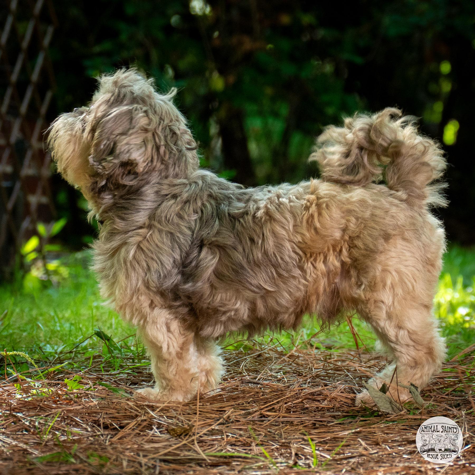 Anderson, an adopted Shih Tzu in Fort Montgomery, NY image 5/6