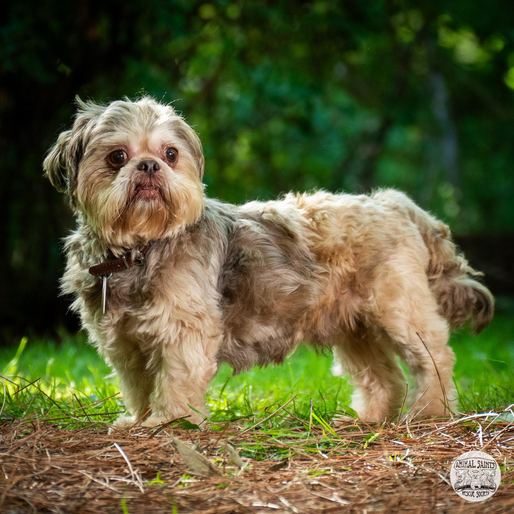 Anderson, an adopted Shih Tzu in Fort Montgomery, NY image 2/6
