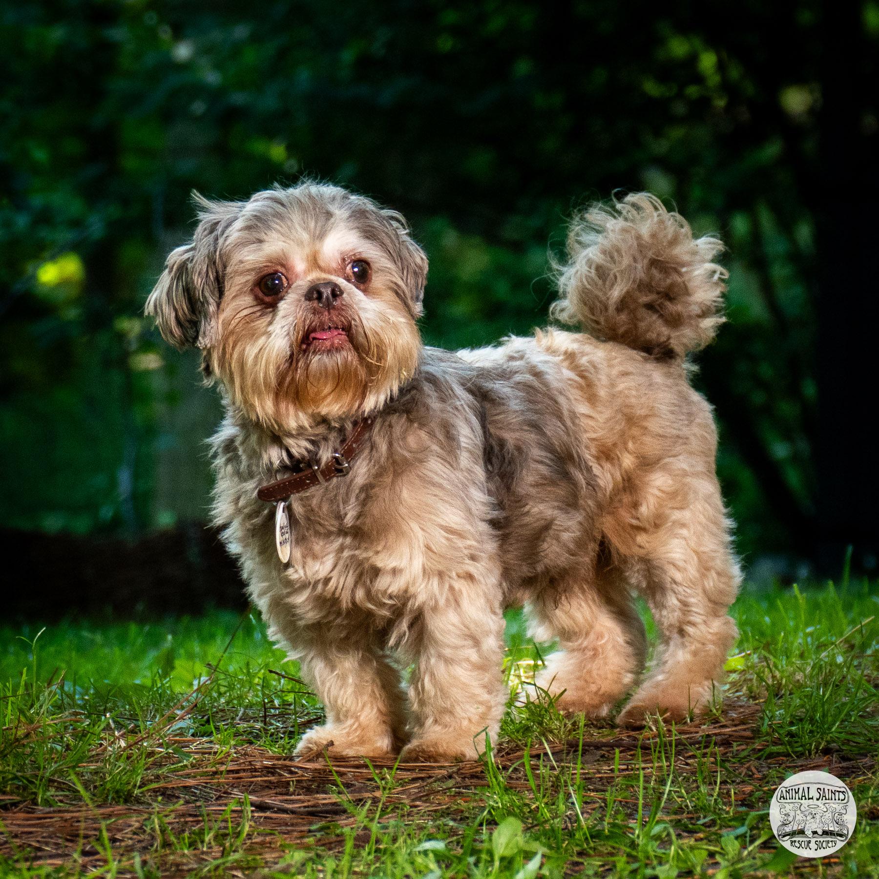 Anderson, an adopted Shih Tzu in Fort Montgomery, NY image 3/6