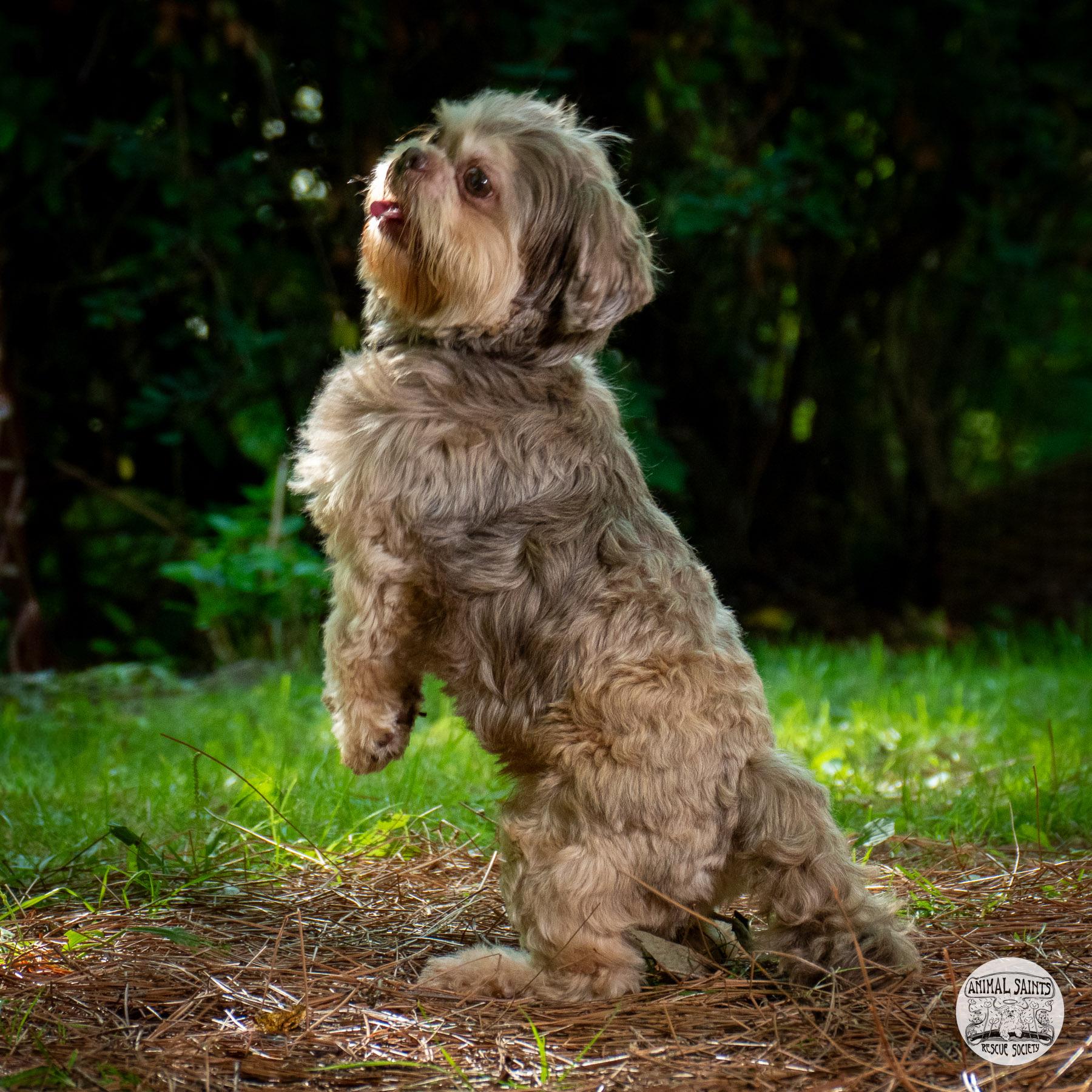 Anderson, an adopted Shih Tzu in Fort Montgomery, NY image 4/6
