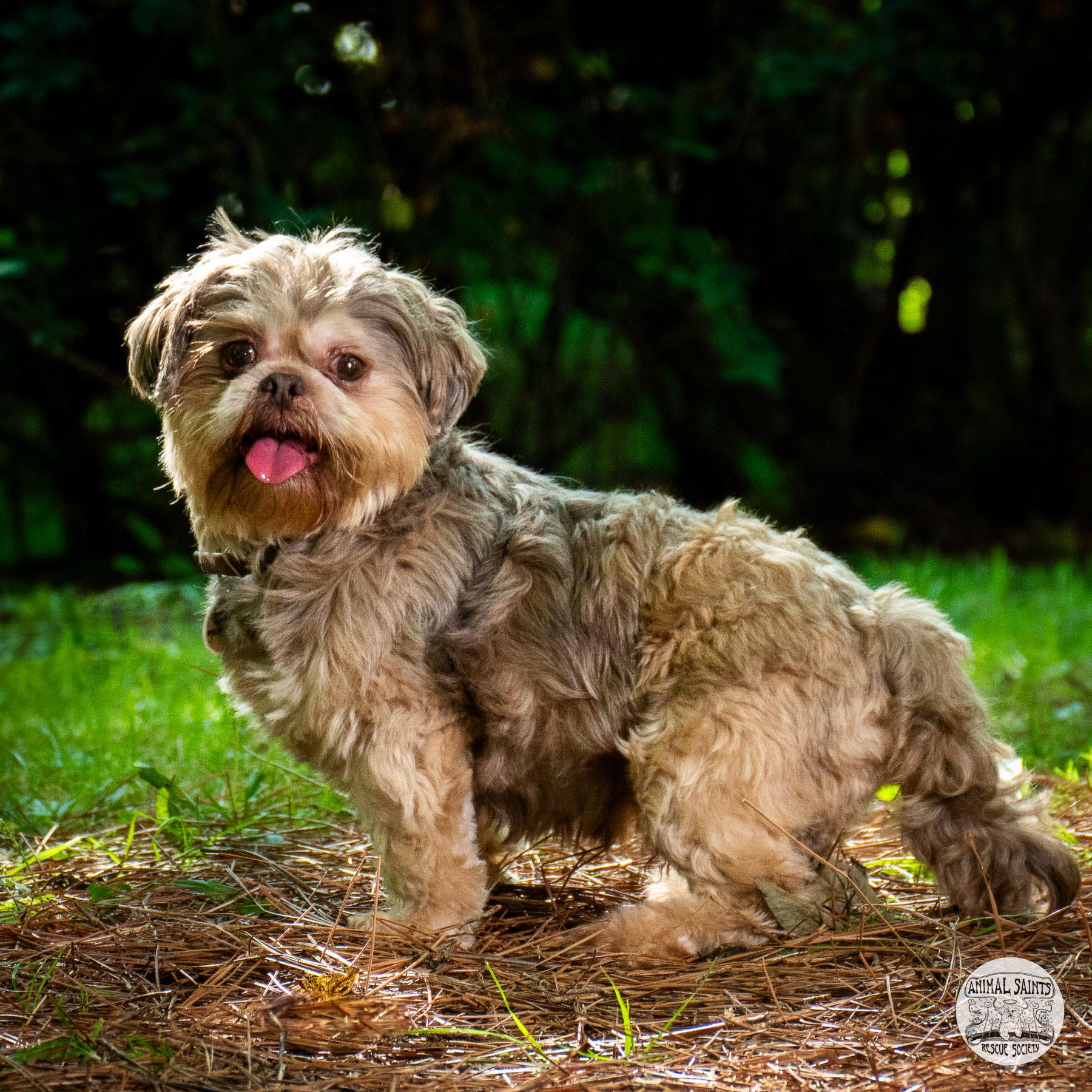 Anderson, adopted, Adult Male Shih Tzu.