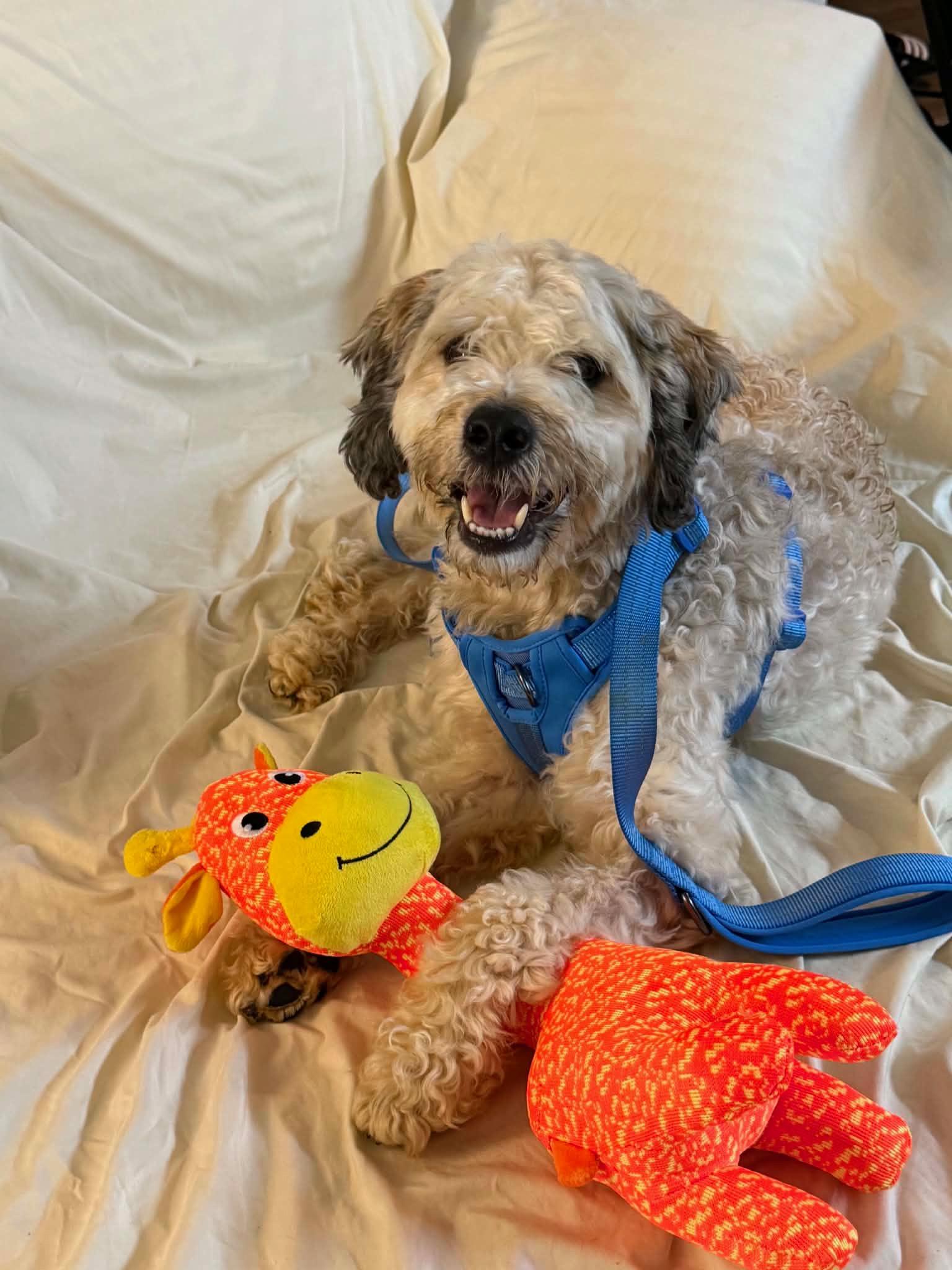 Blue, ADOPTABLE, Adult Male Cockapoo.