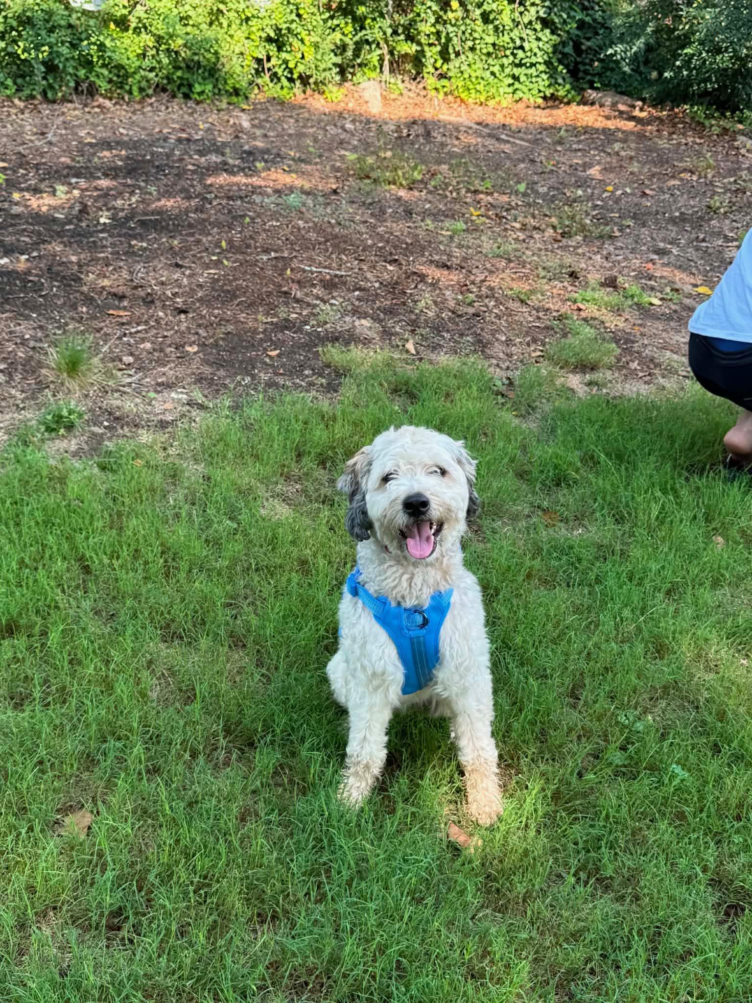 Enlarge Blue, a ADOPTABLE Cockapoo in Marietta, GA image 2/3
