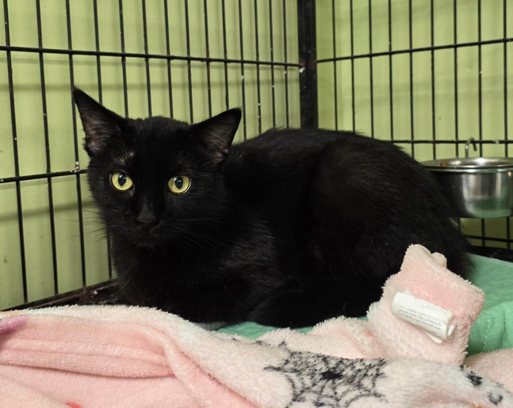 Bear, Adopted, Senior Male Domestic Short Hair.