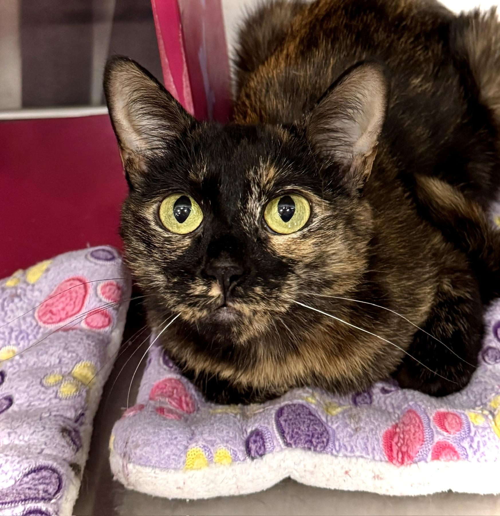 Enlarge Lil Jesse @ Livonia PetSmart, a Adoptable Tortoiseshell in Livonia, MI image 2/5