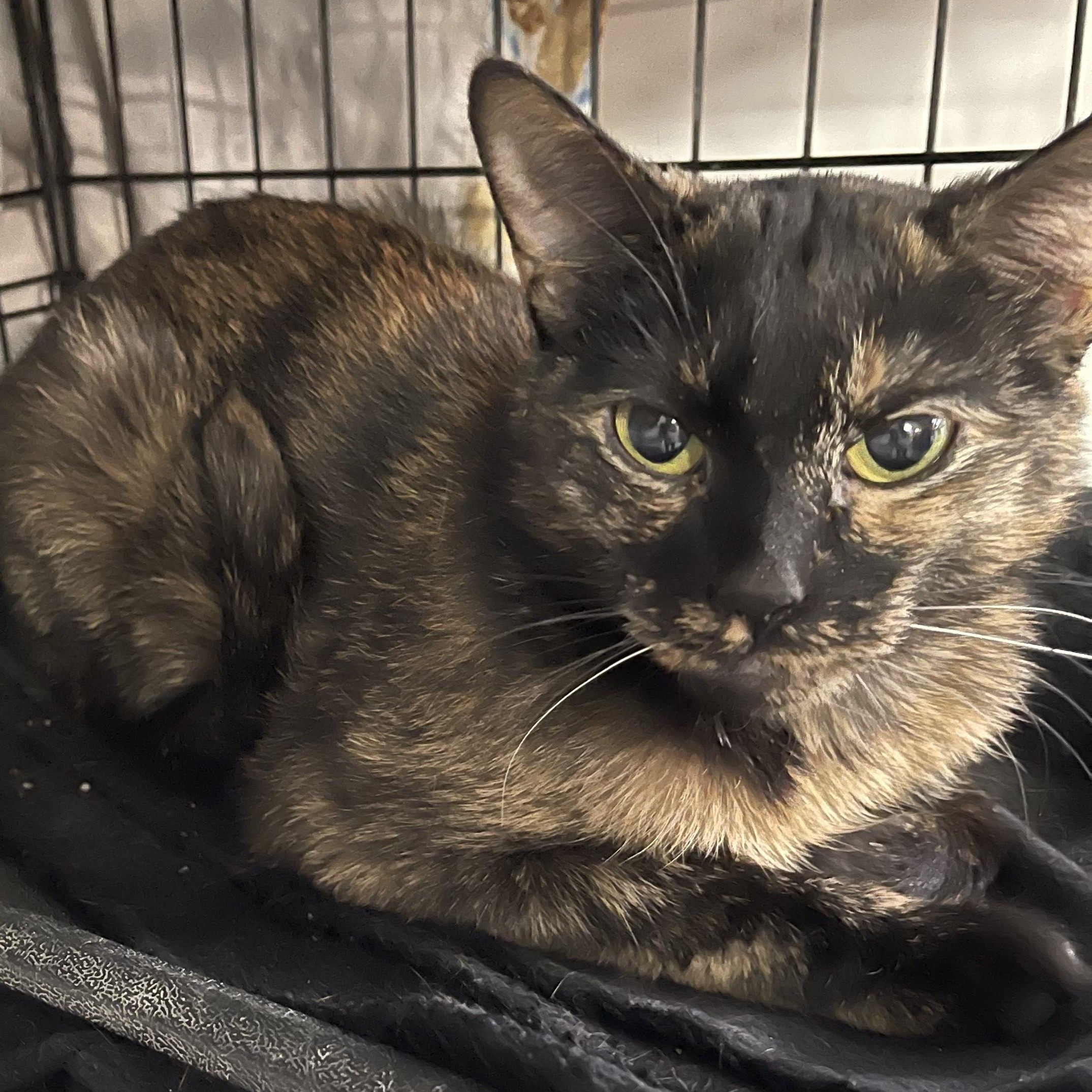 Enlarge Lil Jesse @ Livonia PetSmart, a Adoptable Tortoiseshell in Livonia, MI image 4/5