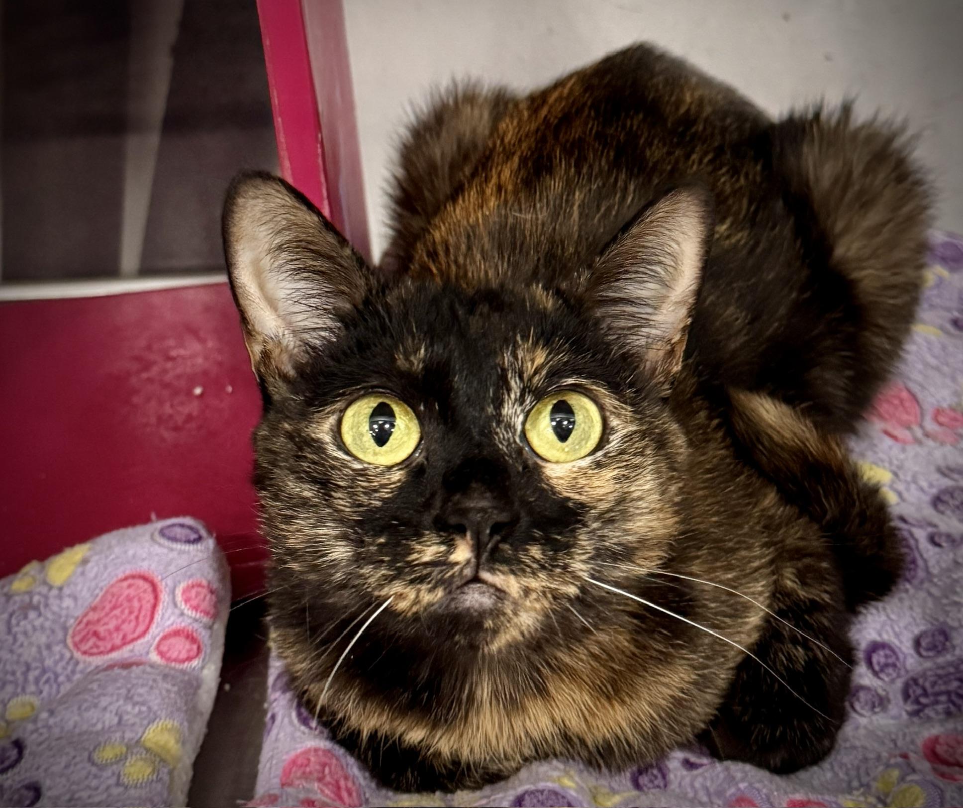 Enlarge Lil Jesse @ Livonia PetSmart, a Adoptable Tortoiseshell in Livonia, MI image 1/5