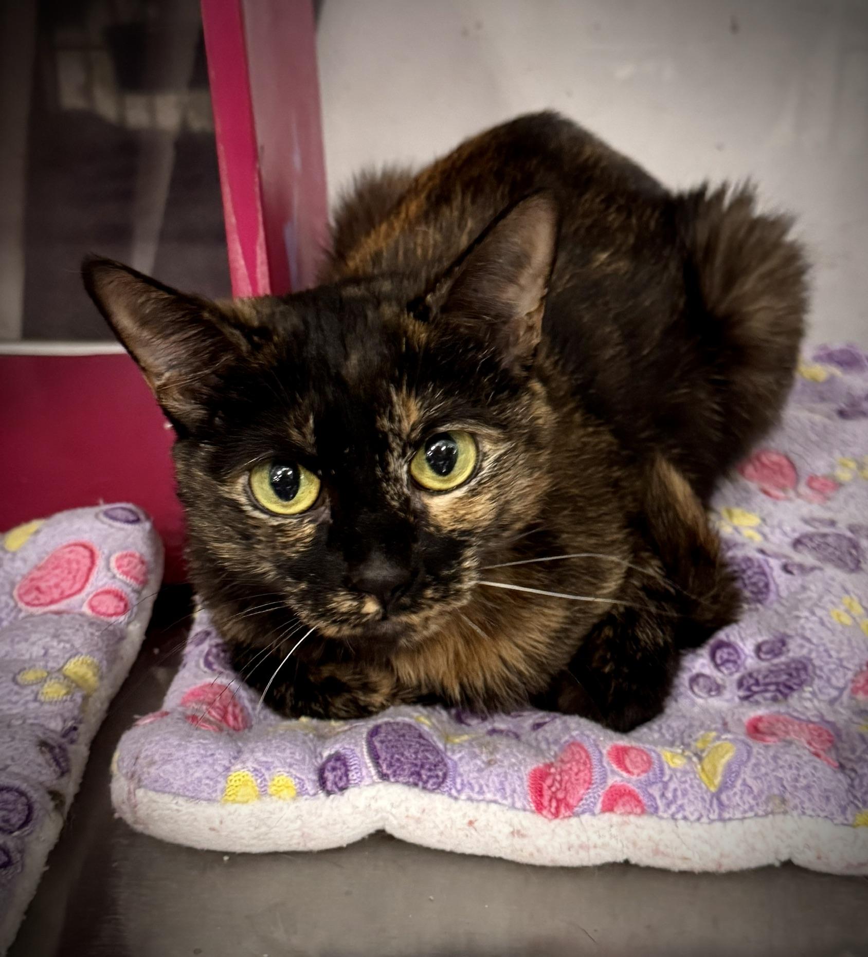 Enlarge Lil Jesse @ Livonia PetSmart, a Adoptable Tortoiseshell in Livonia, MI image 3/5