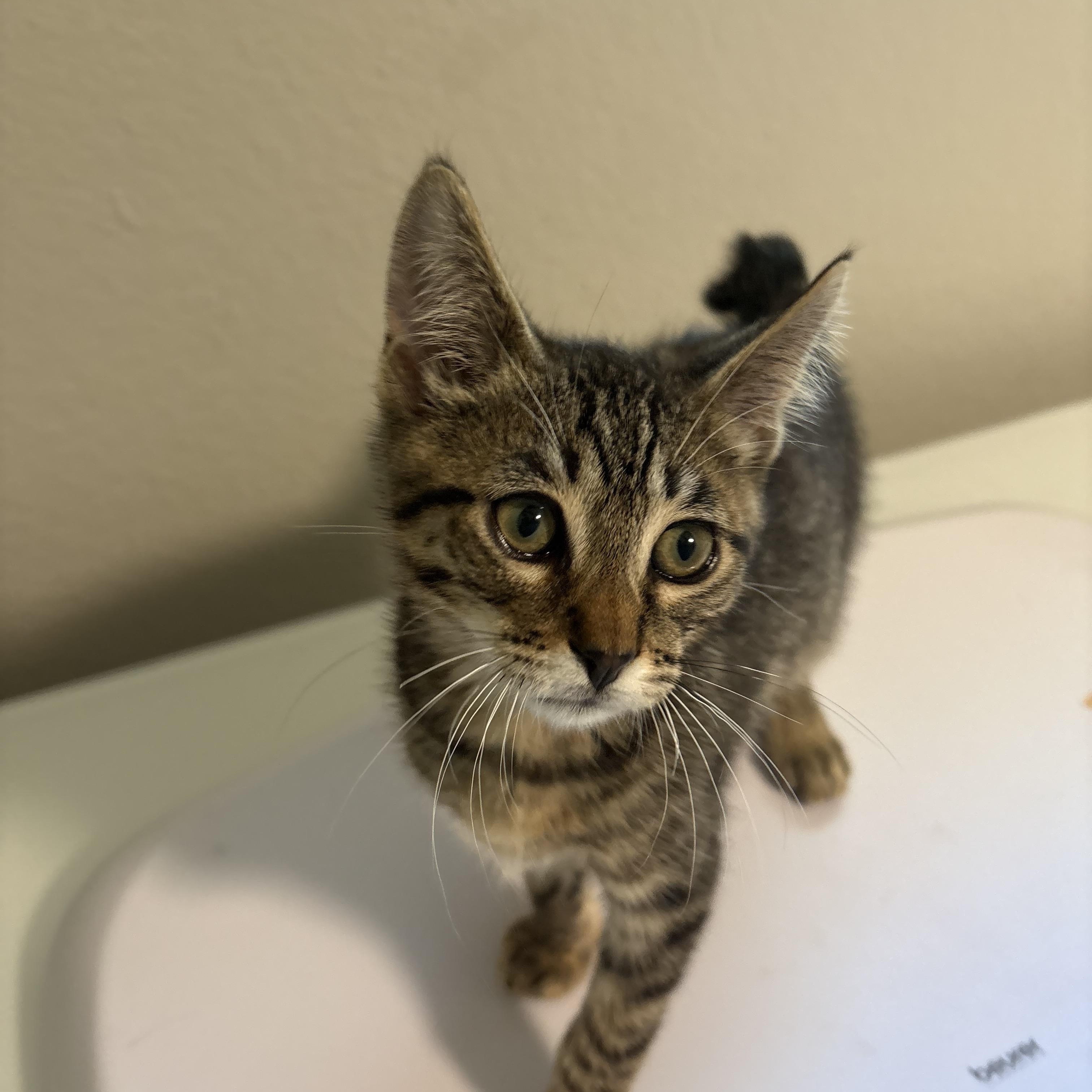 Enlarge Leo, a ADOPTABLE Domestic Short Hair in Hillsboro, OR image 5/6