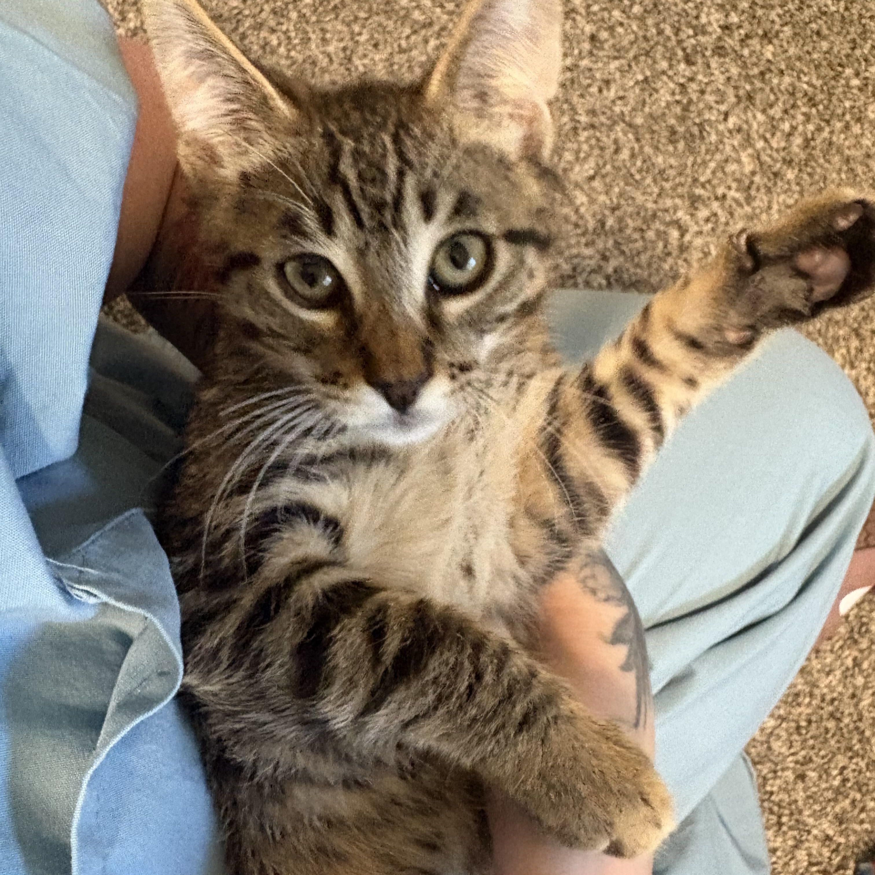 Enlarge Leo, a ADOPTABLE Domestic Short Hair in Hillsboro, OR image 2/6