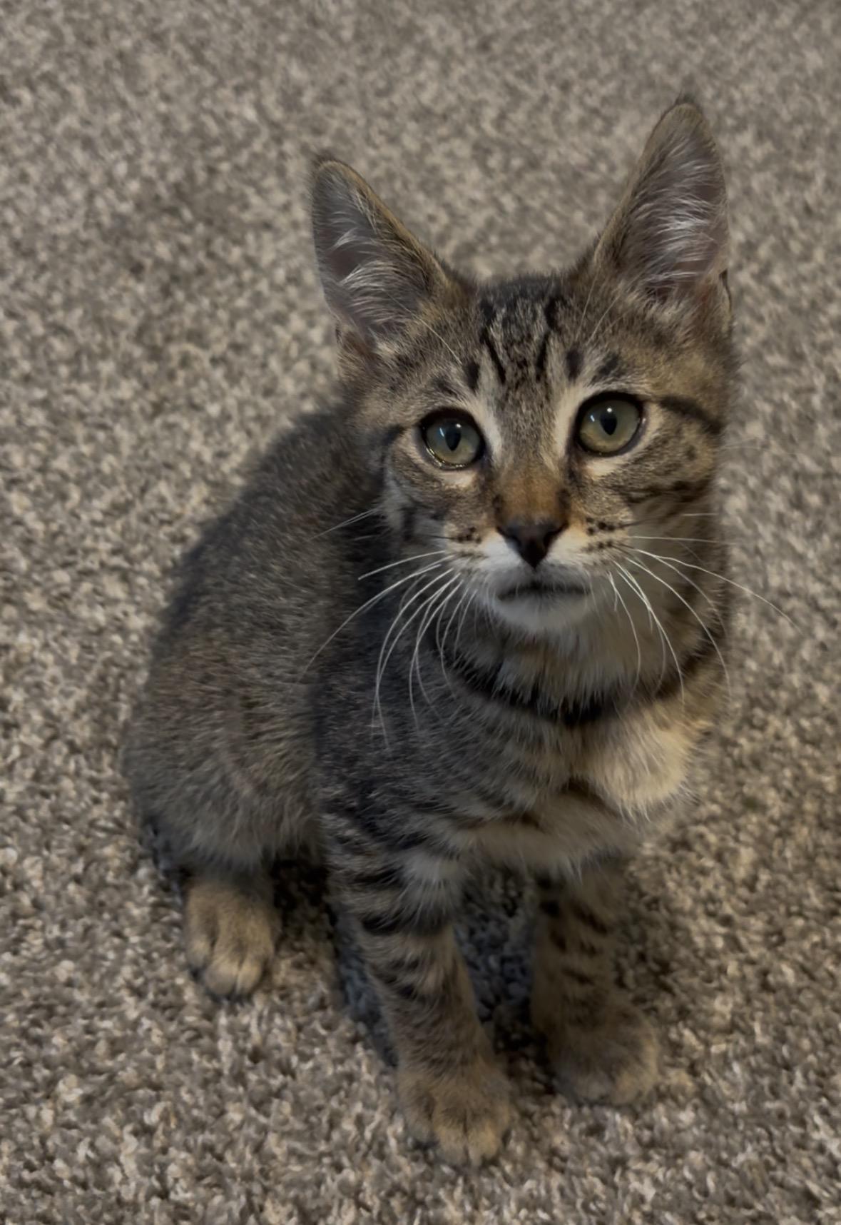 Enlarge Leo, a ADOPTABLE Domestic Short Hair in Hillsboro, OR image 3/6