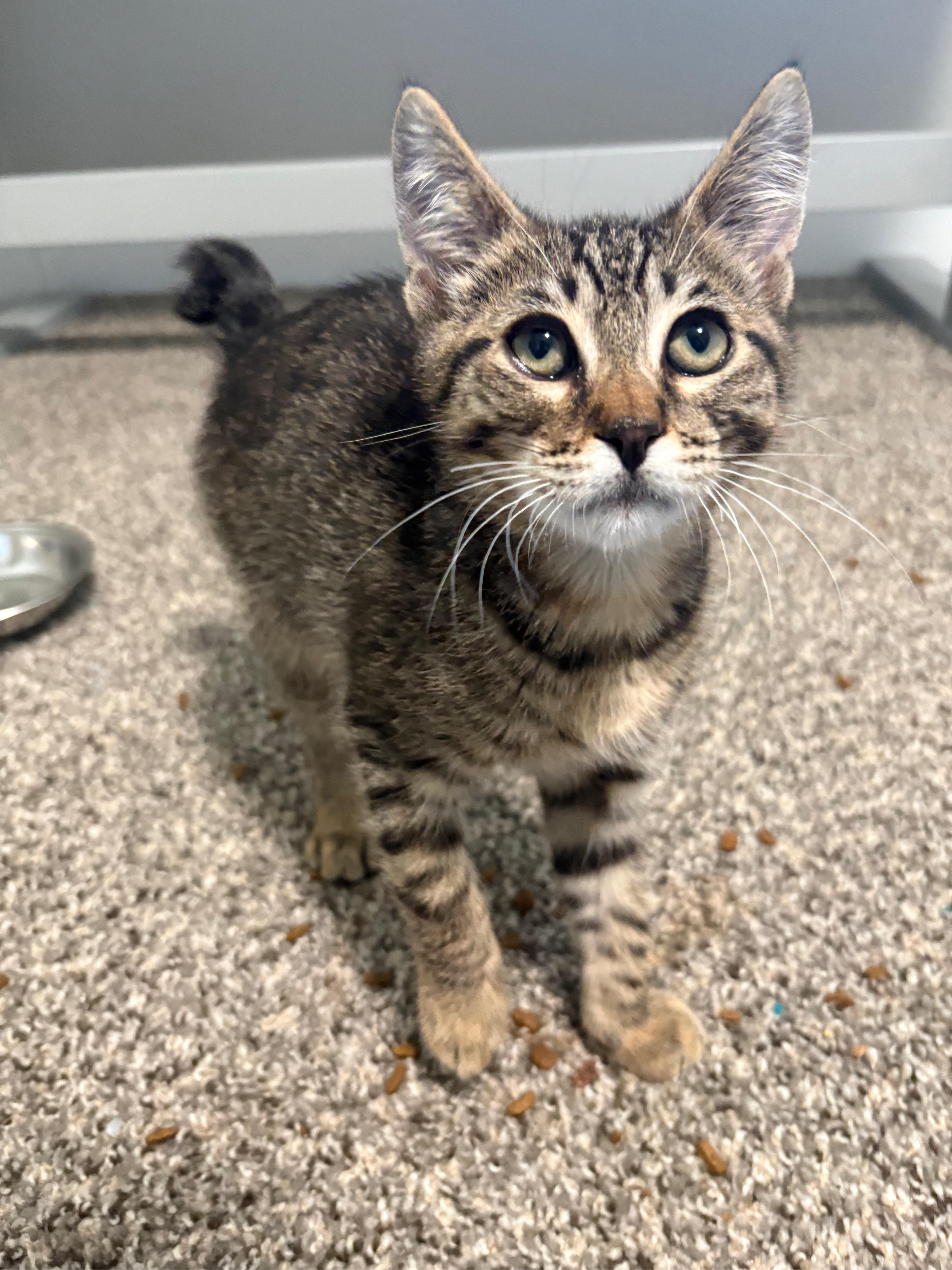 Enlarge Leo, a ADOPTABLE Domestic Short Hair in Hillsboro, OR image 1/6