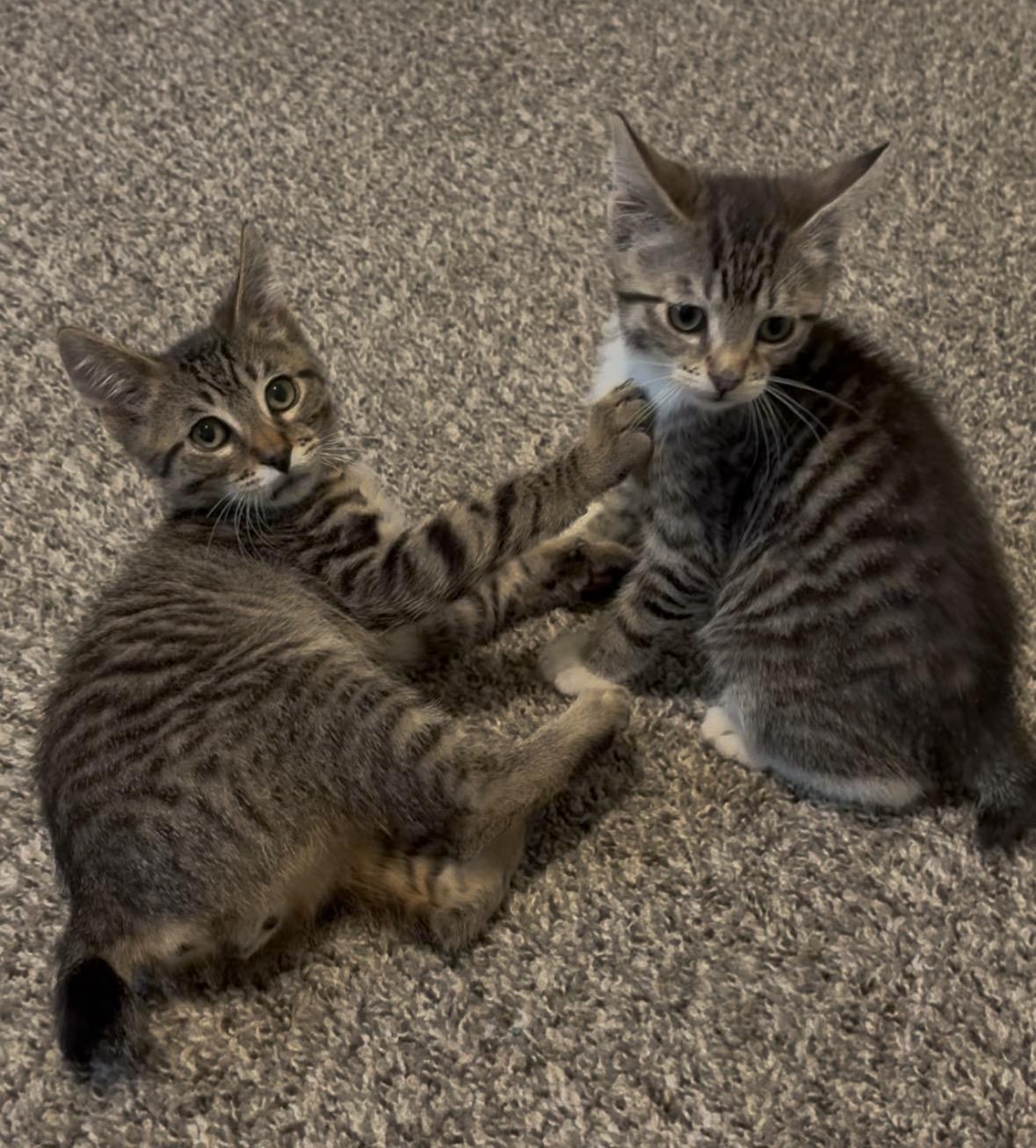 Enlarge Leo, a ADOPTABLE Domestic Short Hair in Hillsboro, OR image 6/6
