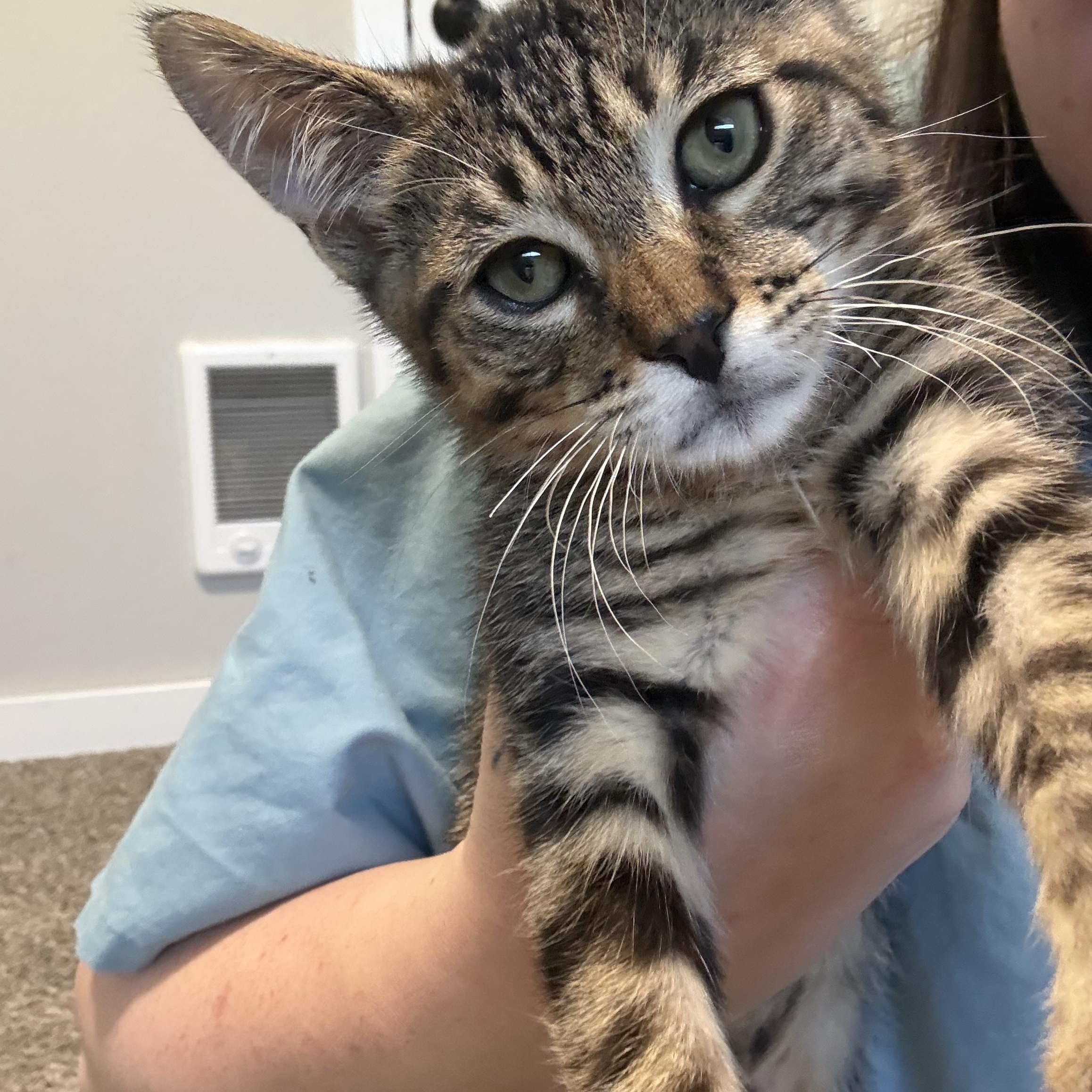 Enlarge Leo, a ADOPTABLE Domestic Short Hair in Hillsboro, OR image 4/6