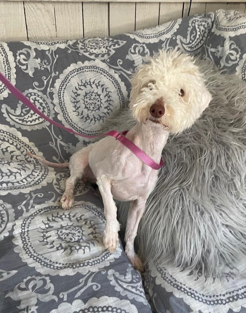 Fulla Beans, Adoptable, Adult Female Poodle.