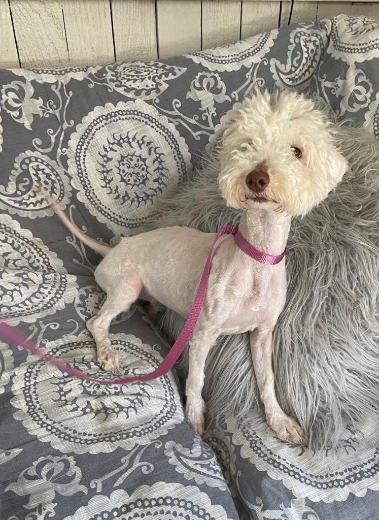 Fulla Beans, a Adoptable Poodle in Fort Worth, TX image 2/2