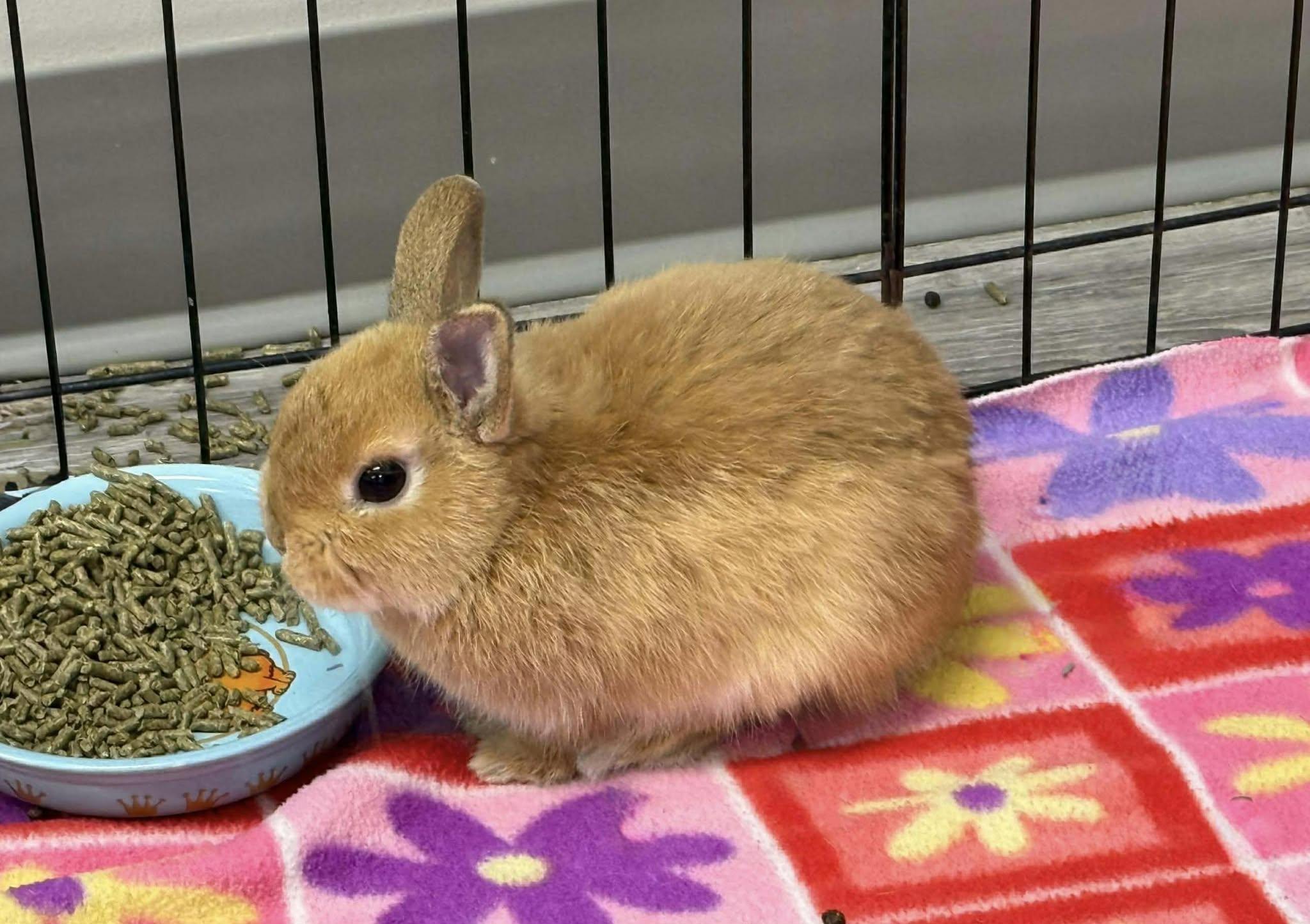 Bretzel, ADOPTABLE, Young Male Dwarf.