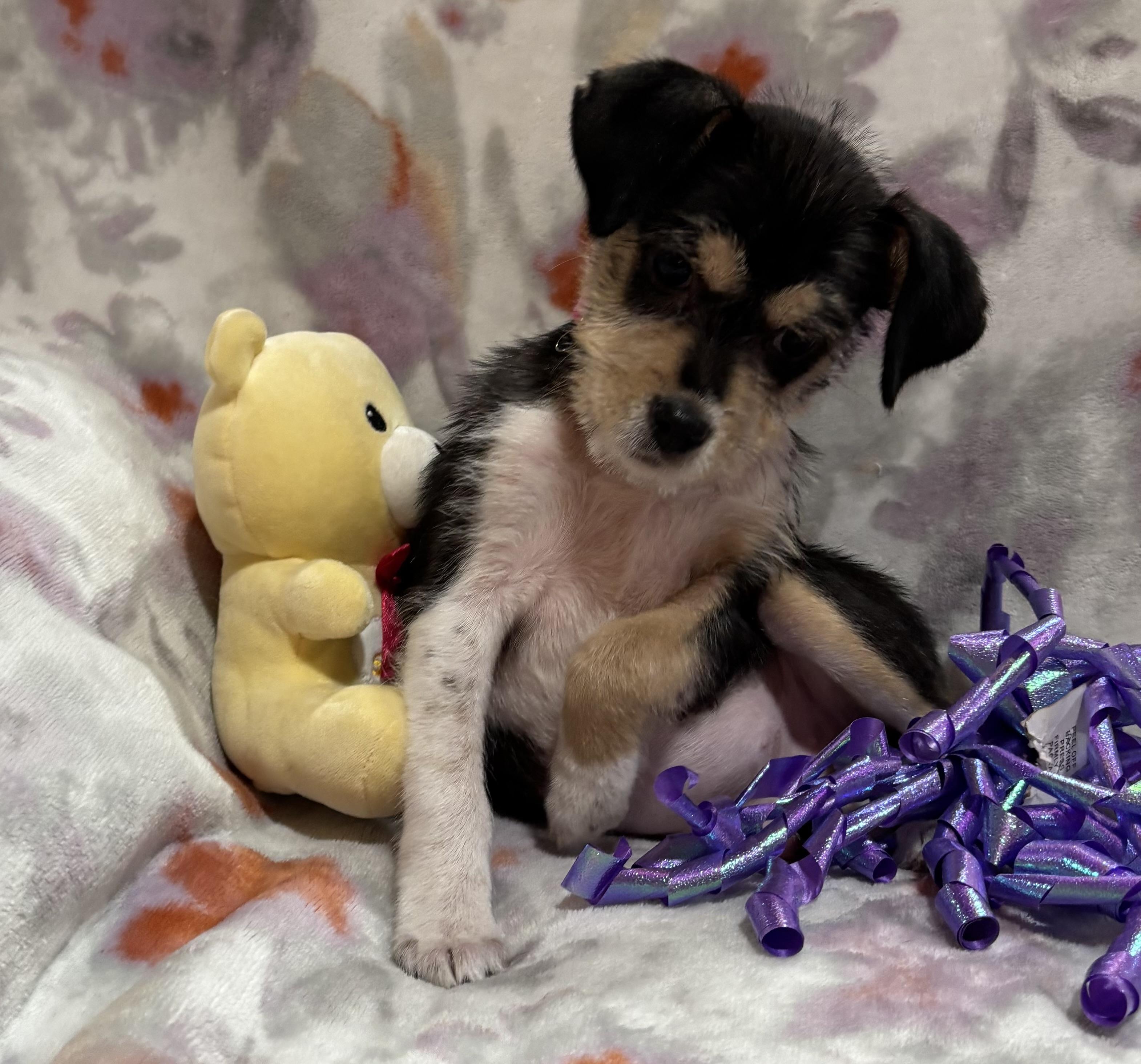 Betsy, an adopted mixed breed in Foster, OR image 5/6
