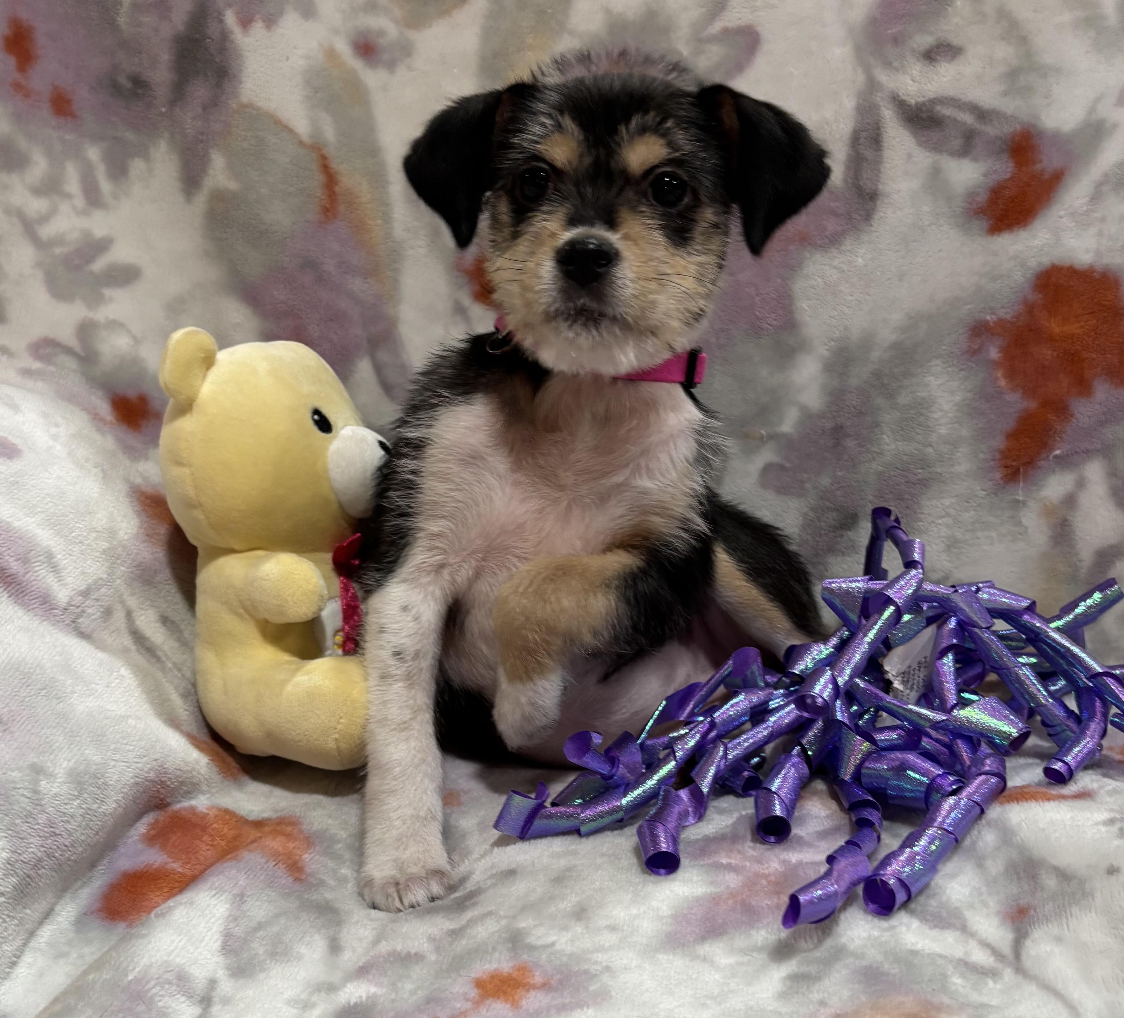 Betsy, an adopted mixed breed in Foster, OR image 6/6