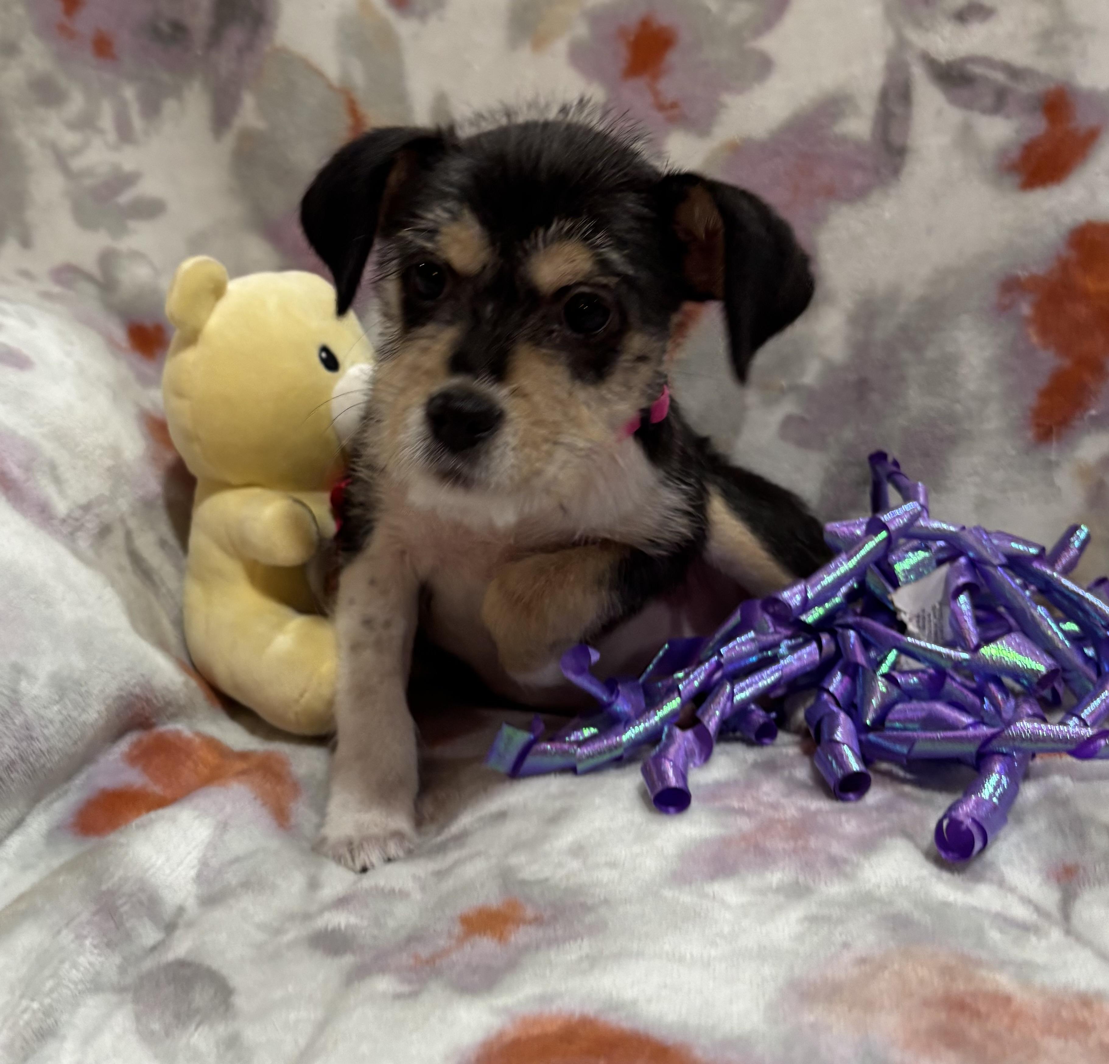 Betsy, an adopted mixed breed in Foster, OR image 2/6