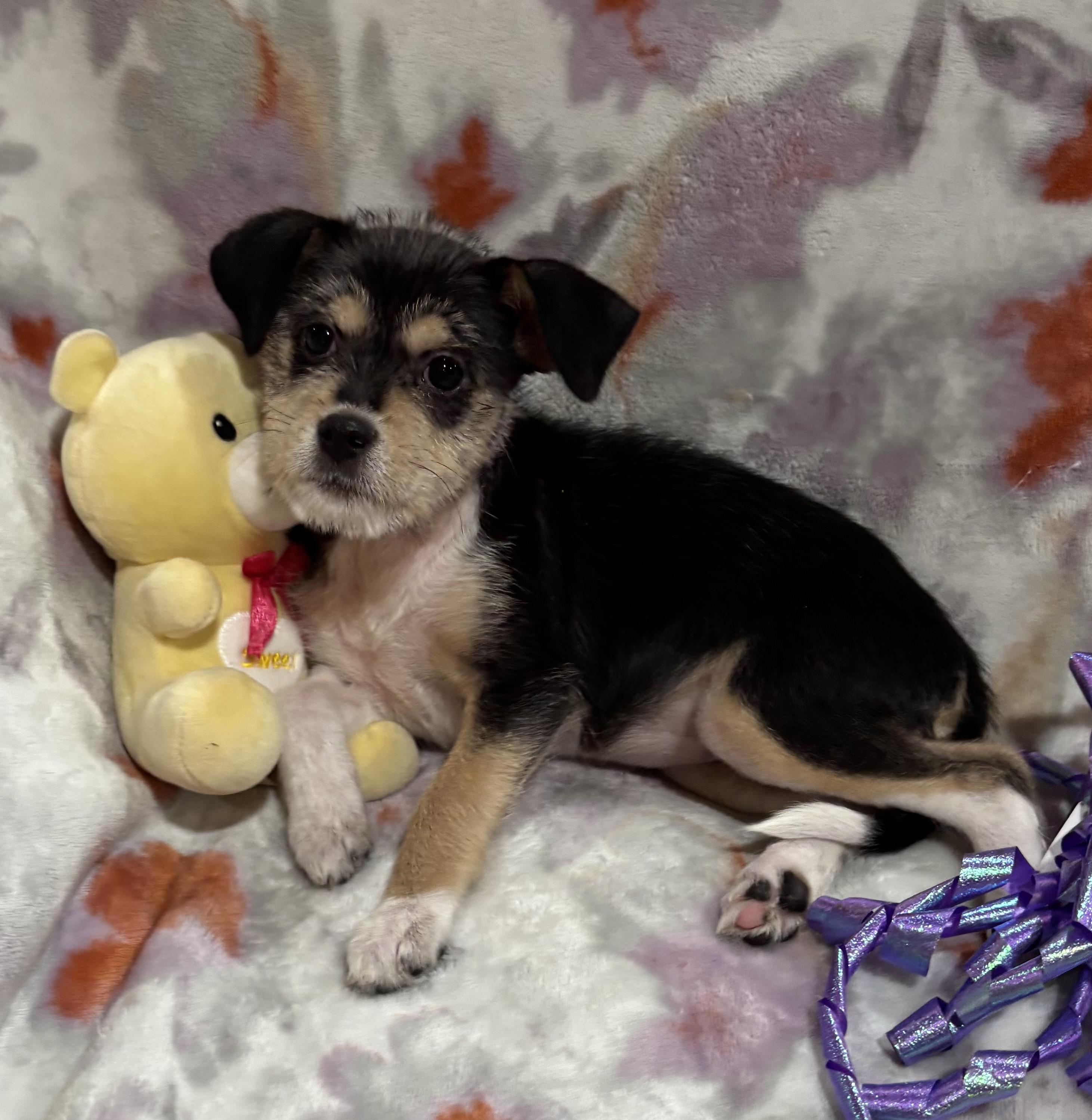Betsy, an adopted mixed breed in Foster, OR image 1/6