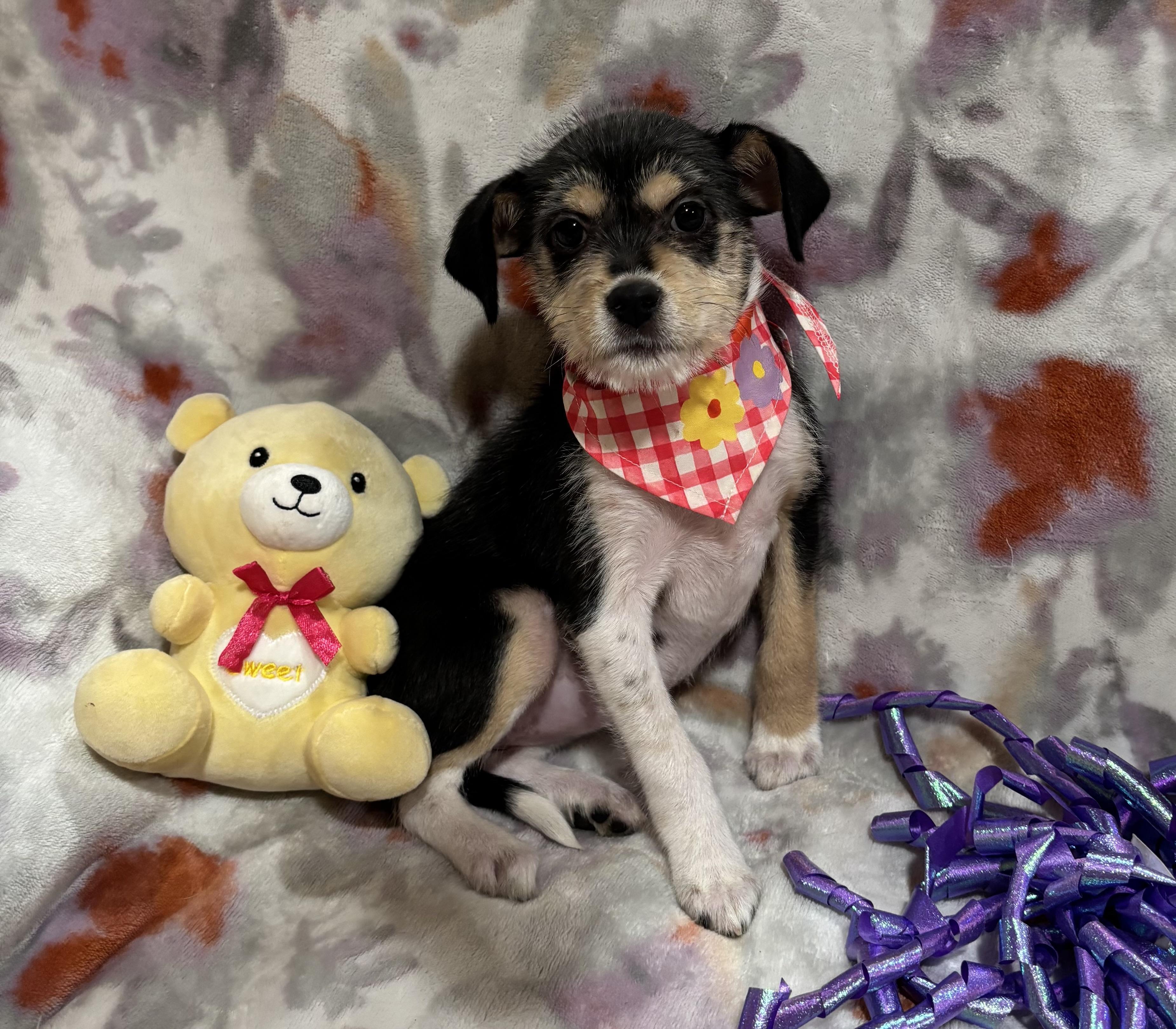 Betsy, an adopted mixed breed in Foster, OR image 3/6
