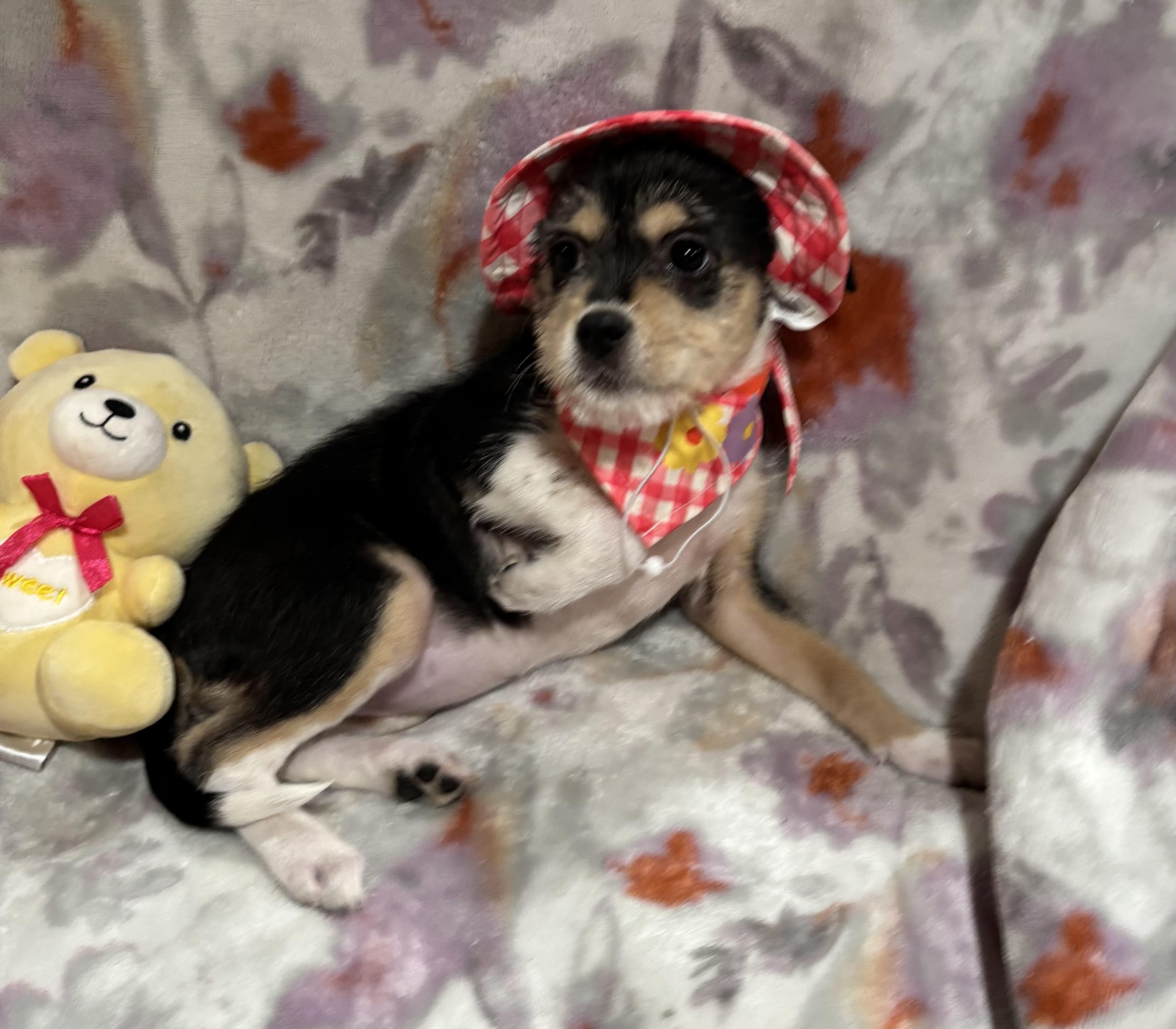 Betsy, an adopted mixed breed in Foster, OR image 4/6