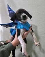 Monroe Puppy 6, Adoptable, Puppy Female Black Labrador Retriever.