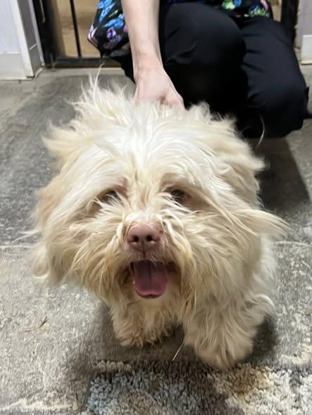 Odie, an adopted Lhasa Apso in New Richmond, WI image 5/6